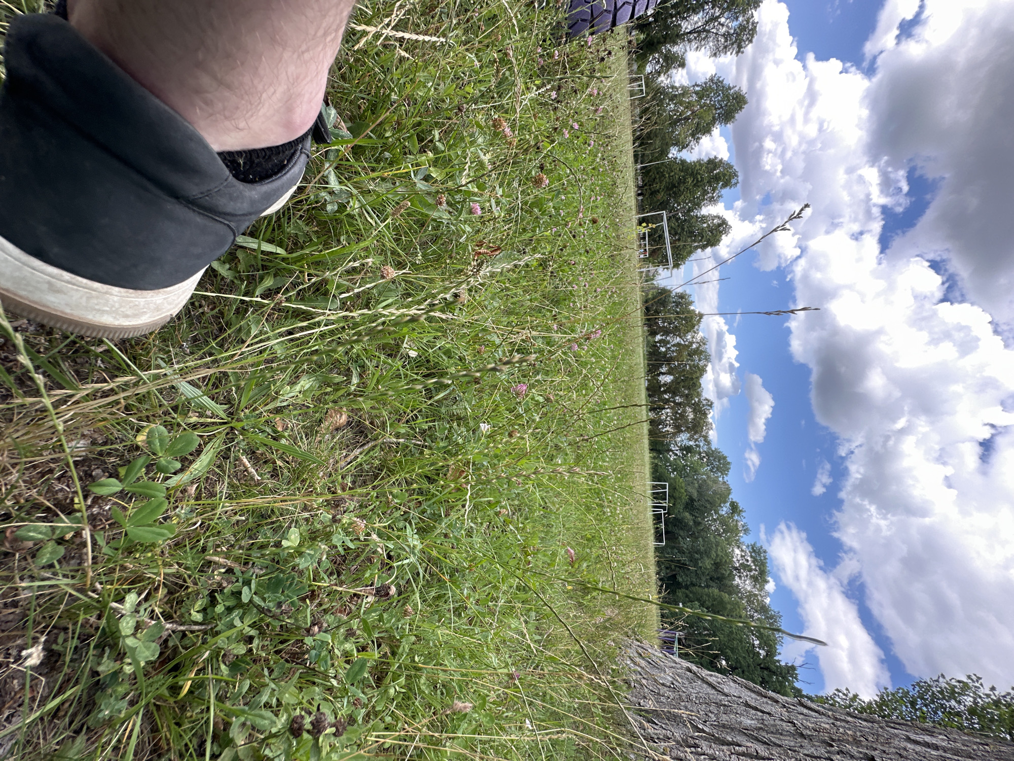 An outdoor, low-angle shot captures a grassy field with scattered clover flowers. In the foreground, a person's leg and foot are visible, wearing a black slip-on shoe. The background reveals a tree trunk on the right, a line of trees, and two white soccer goals in the distance. The sky above is blue with scattered white clouds. The scene appears to be a park or sports field in the village of Makiv, Ukraine.