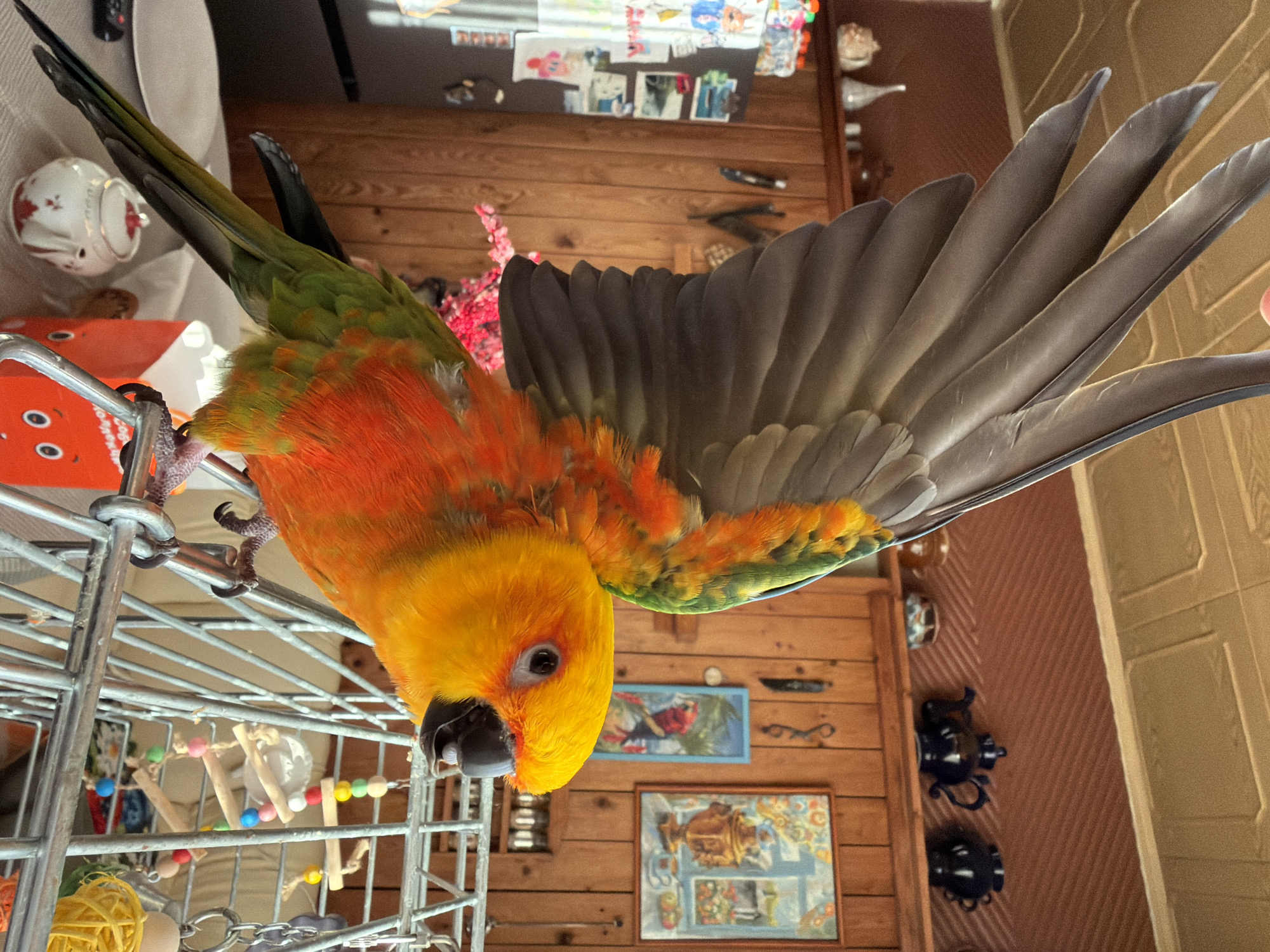 A sun conure parrot is perched on a cage with its wings spread open. The parrot is mostly orange and yellow, with green on its wings and tail. The background is a room with wooden walls and shelves. On the shelves are various decorative items, including teapots and vases. There is also a refrigerator with pictures on it, and a painting on the wall. The overall impression is of a home environment, likely in a city like Khimki, Russia, where such a pet might be kept.