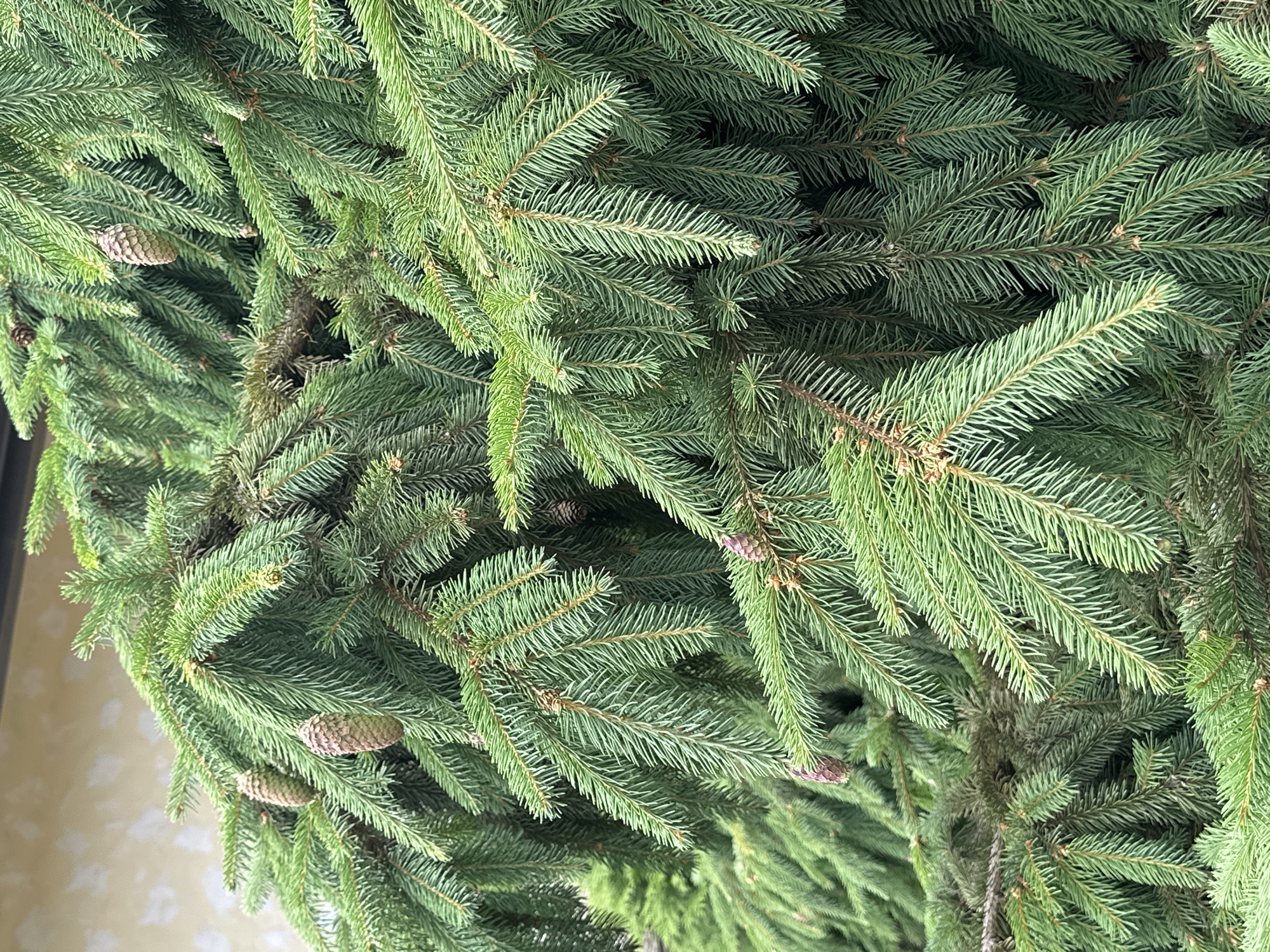 This media file is a close-up, overhead shot of a dense collection of green fir branches. The branches are layered and abundant, creating a thick, natural texture. Several small, light-brown pine cones are visible, nestled amongst the needles. The needles themselves are short, sharp, and a vibrant green, with some branches exhibiting a slightly bluish-green hue. The lighting suggests it is daytime, but the exact time is not discernible. There are no people, text, or clear environmental cues to indicate a specific location or event. The overall impression is one of a natural, forest-like setting, likely an outdoor environment given the presence of pine cones. The image is purely focused on the details of the evergreen foliage.