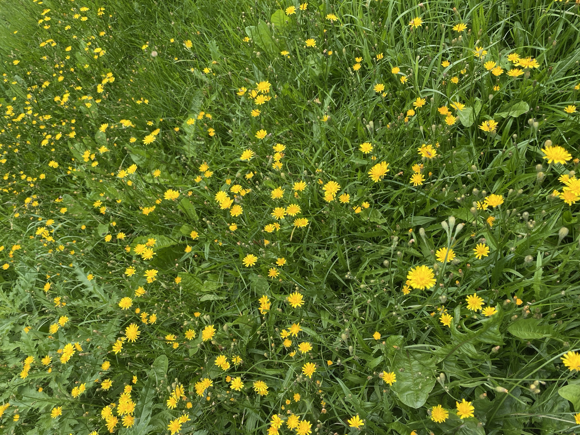 The image depicts a dense patch of green grass interspersed with numerous small yellow wildflowers. The flowers have daisy-like petals and are concentrated throughout the scene. The foliage is lush and varied, with some broader leaves mixed in with the grass. The overall impression is of a natural, overgrown area. There are no people, structures, or distinct landmarks visible that would allow for precise identification of a location within Saint Petersburg, Russia. The scene appears to be an outdoor, possibly park-like or undeveloped, setting.