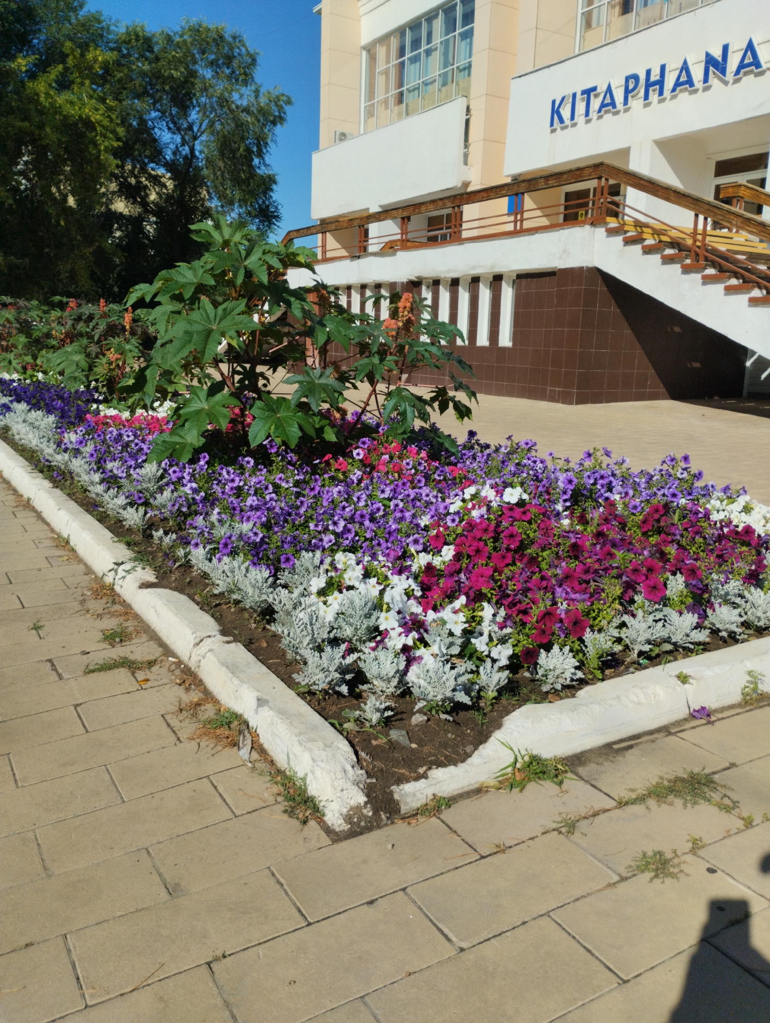 The image shows a flowerbed with a variety of colorful flowers, including purple petunias and white dusty miller, bordering a paved walkway in front of a building. The building has a white facade with a sign that reads "KITAPHANA" in blue letters. There are stairs leading up to the building, with wooden railings. Tall green trees are visible behind the flowerbed, and the sky is clear and blue. The location is identified as Kostanay, Kazakhstan. The scene appears to be a public space, possibly a park or the grounds of a library, given the "KITAPHANA" sign which translates to "library" in Kazakh. The lighting suggests it is a sunny day.