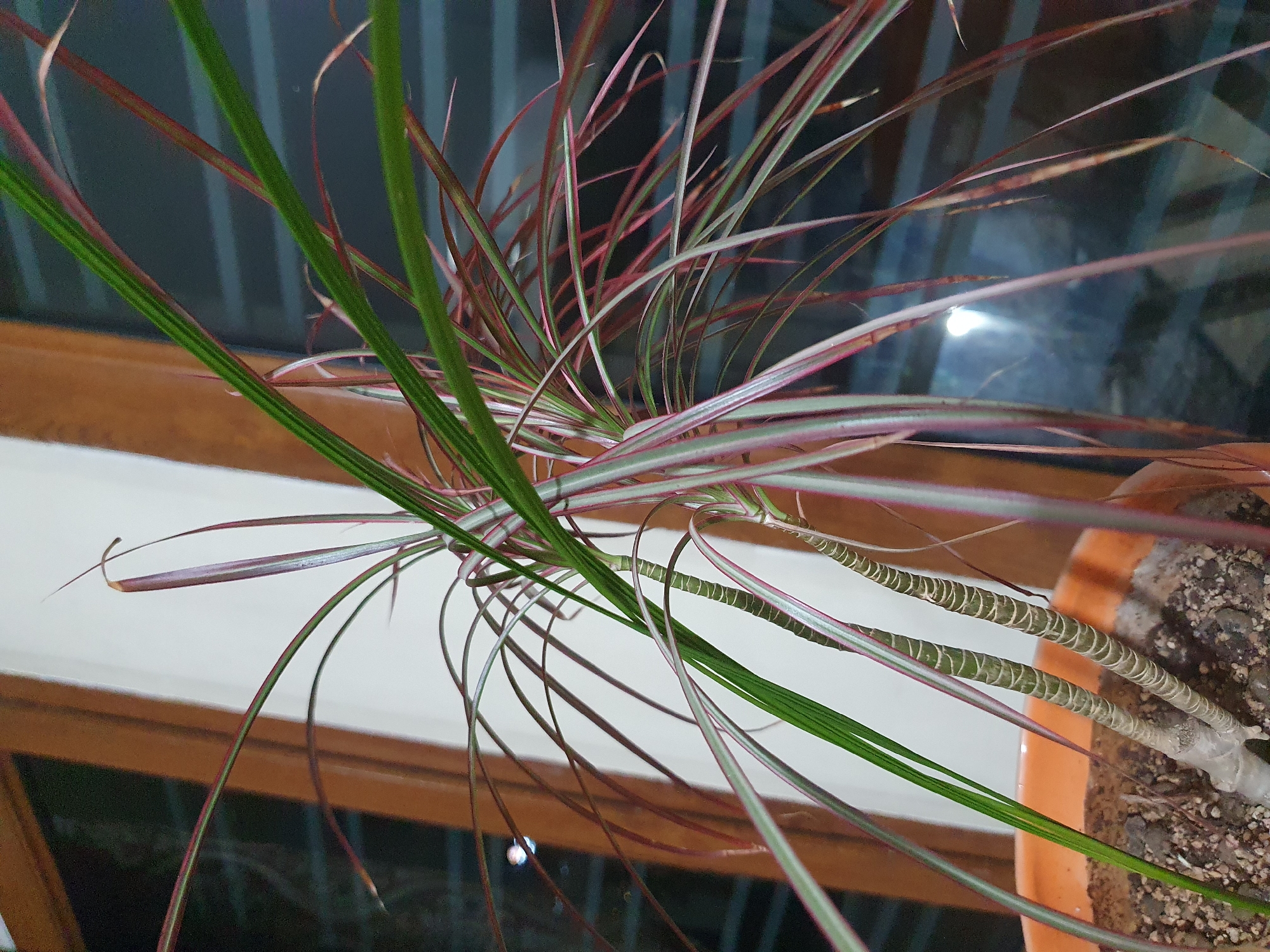 The image shows a close-up of a potted Dracaena reflexa plant, commonly known as a "Song of India" or "Pleomele," placed indoors. The plant has long, thin, arching leaves with variegated colors of green, pink, and red. The stems of the plant are visible, with a textured, segmented appearance. The plant is in an orange pot filled with soil and small pebbles. In the background, a window with wooden frames is visible, and through the window, a dark, blurry scene can be observed, possibly an outdoor environment. There is a reflection of a light source in the window. The lighting suggests it might be evening or a dimly lit interior. The location is identified as Shiraz, Iran.