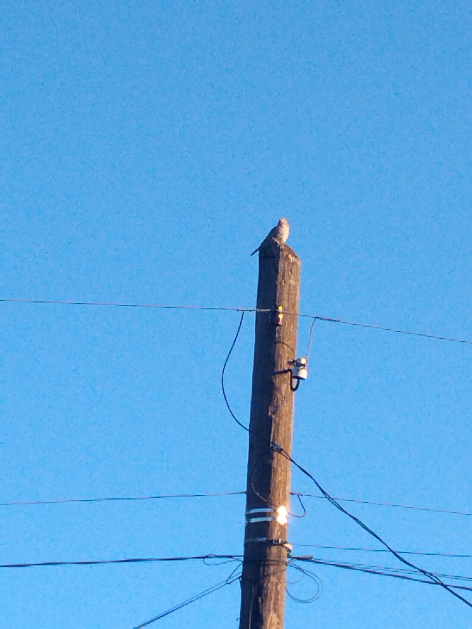 A medium shot captures a utility pole against a clear blue sky, possibly in Ustyvytsia, Ukraine. Perched atop the wooden pole is a small bird. Several wires run horizontally across the frame, attached to the pole, which also features insulators and what appears to be a glowing or flashing component, possibly an arc. The pole itself is weathered and shows signs of age.