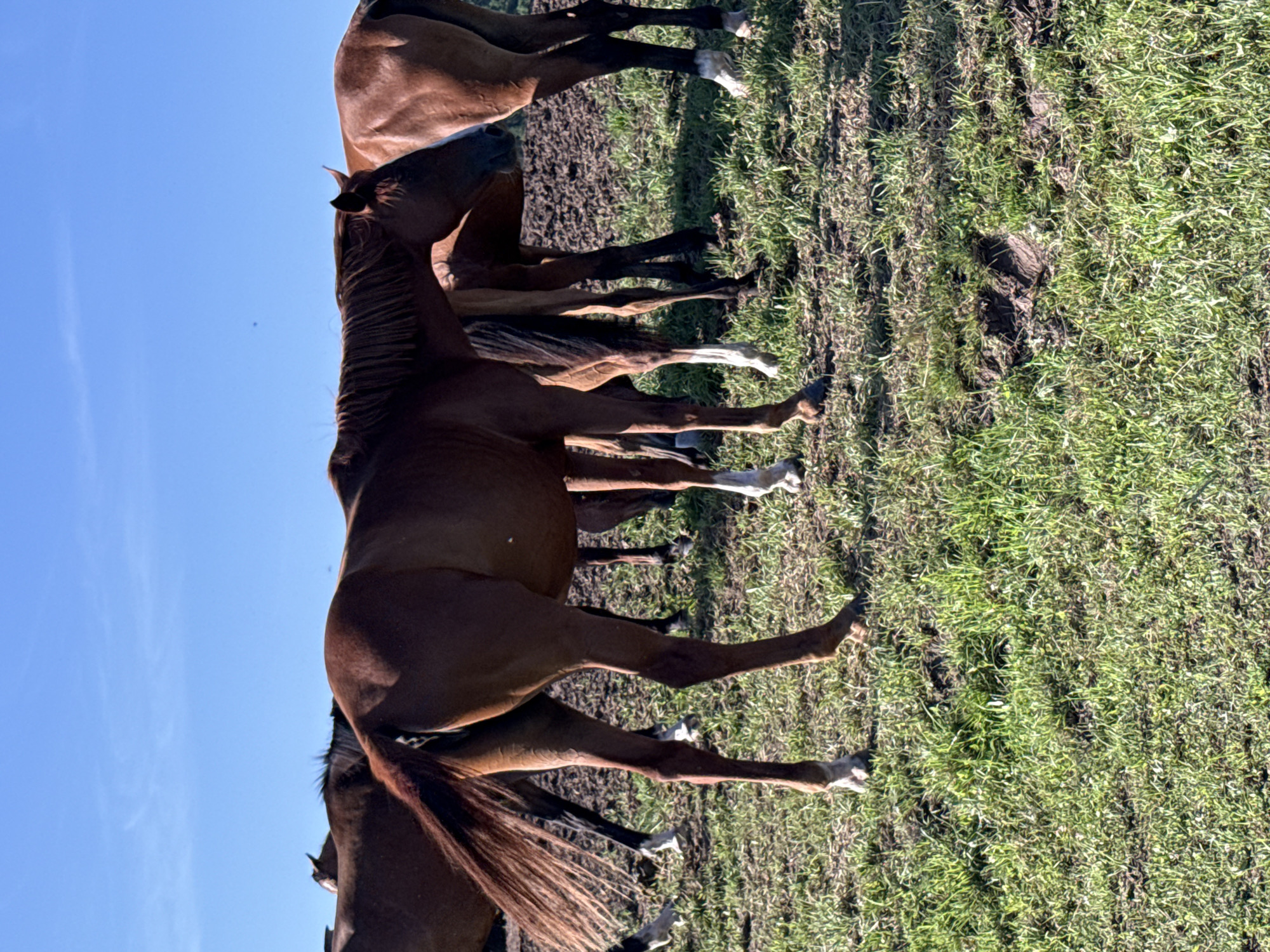 A herd of brown horses are gathered in a field under a clear blue sky. The horses are in varying poses, some standing, others appearing to interact with each other. The field is covered in green grass with some patches of exposed soil. The scene is tranquil and depicts a natural outdoor environment. This image was captured in Galinė, Lithuania.