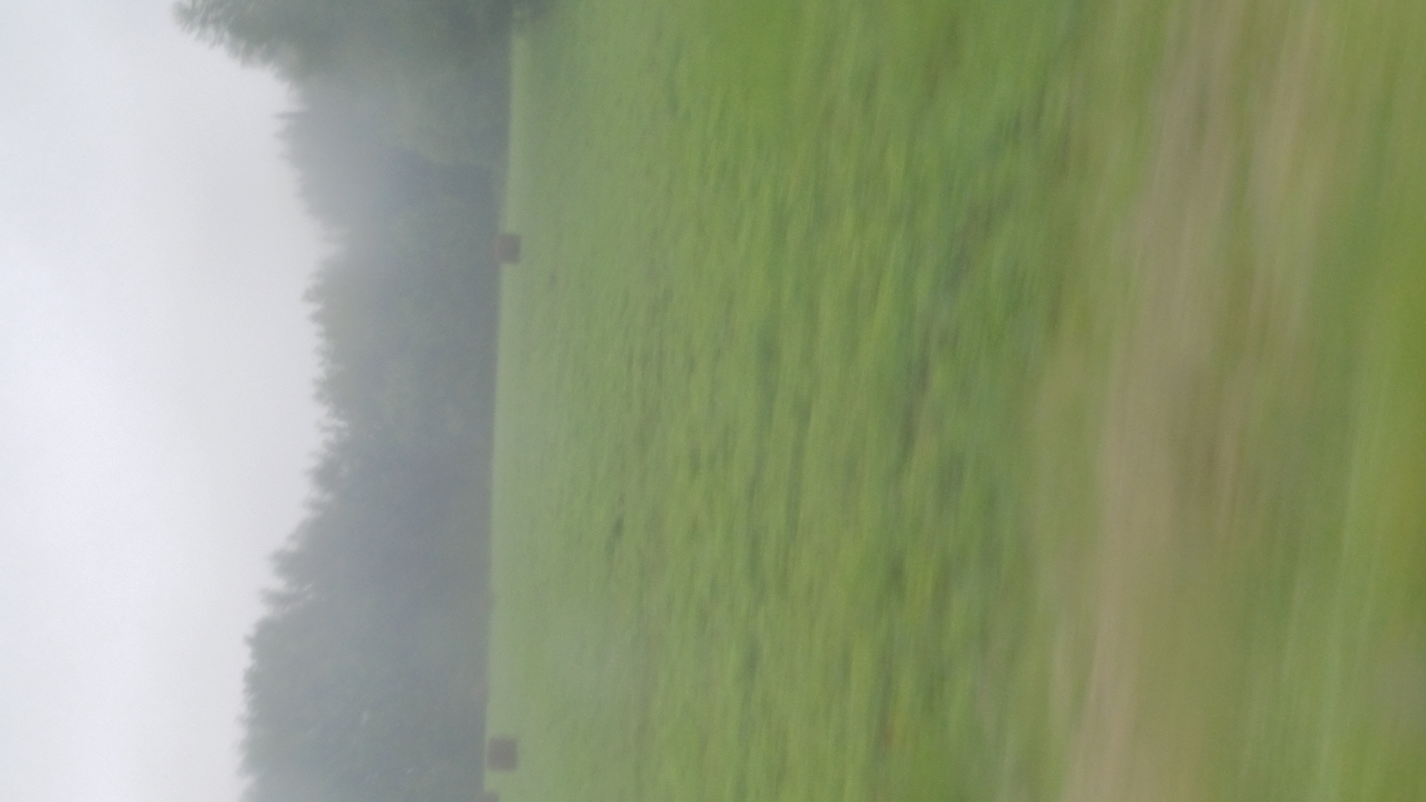 A low-resolution, blurred photograph captures a hazy, overcast day in a rural setting, likely the outskirts of Киясово, Russia. The image features a wide, green field stretching across the foreground and mid-ground. The field has a slightly uneven texture, with darker patches suggesting variations in grass height or moisture.
In the distance, a line of trees forms a dark, indistinct backdrop, partially obscured by the fog or mist. Two dark, cylindrical objects, presumably hay bales, are visible in the field. One is positioned on the left side of the frame, closer to the tree line, and the other is further to the right. The sky above is a uniform, pale gray, with no discernible features. The overall impression is one of a quiet, damp, and diffused landscape. The motion blur suggests the photograph was taken from a moving vehicle.
