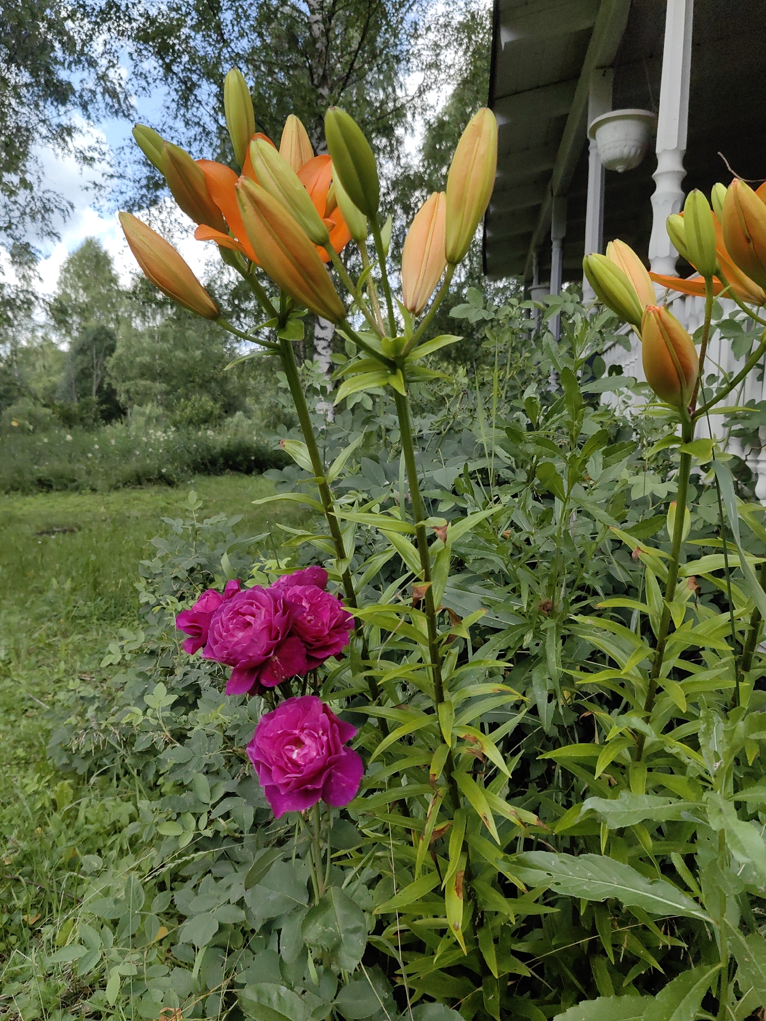 In a garden setting, likely in Алесь-2002, Russia, a cluster of vibrant pink roses is in full bloom in the foreground. Behind them, the developing buds of orange lilies are prominent, reaching upwards towards a bright sky with wispy clouds. The background features lush green foliage and trees, suggesting a natural or park-like environment. To the right of the flowers, a section of a white wooden house with decorative railings and a porch is visible. The overall scene depicts a beautiful summer garden, with a mix of blooming flowers and ready-to-open buds.