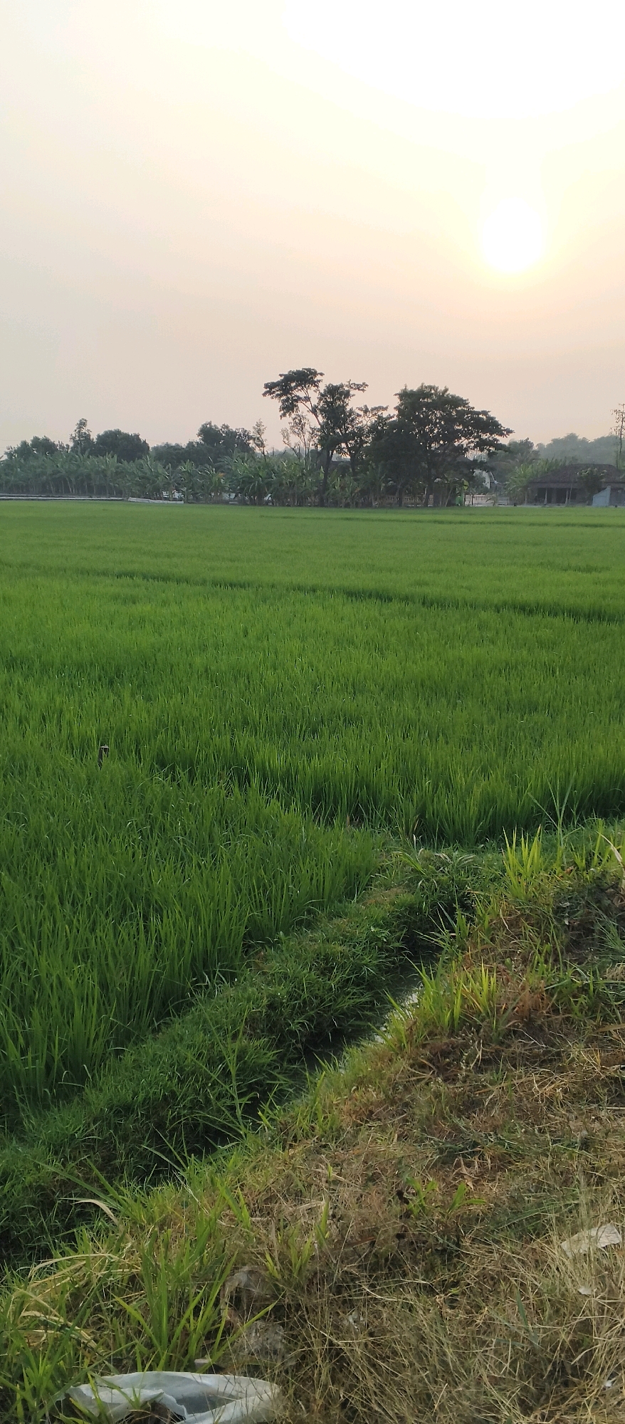 The image depicts a rural landscape, likely a paddy field in Japanan, Indonesia, at dusk. The sun is visible in the upper right corner, casting a warm glow across the sky. The foreground is dominated by lush green rice paddies, with a narrow path of dry grass and vegetation bordering the field. In the background, a line of trees, including banana trees and other foliage, separates the fields from what appears to be a small village with traditional houses. The atmosphere is serene and tranquil, characteristic of a rural setting at the end of the day.