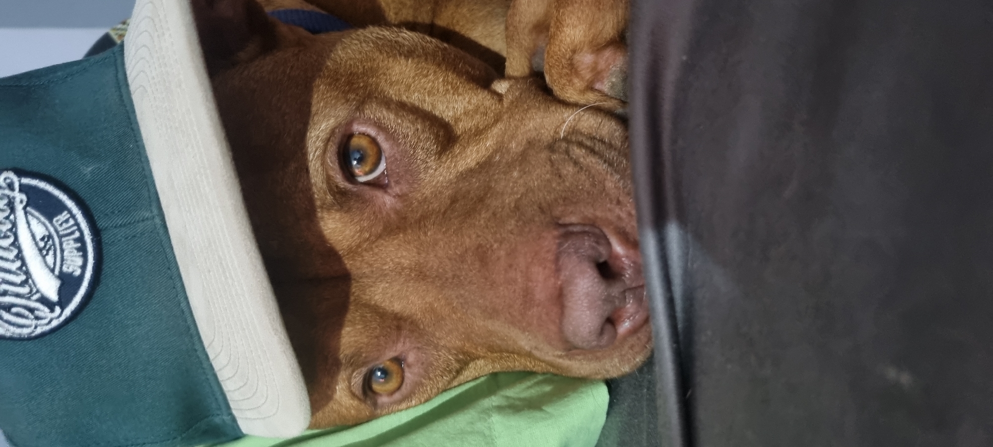A tan pit bull dog lies on its back. The dog is wearing a green and white baseball cap with a round logo. The dog's head is tilted to its left, and its eyes are looking directly at the camera. The dog is resting on a light green pillow. The dog is located in the city of Unknown, Unknown.