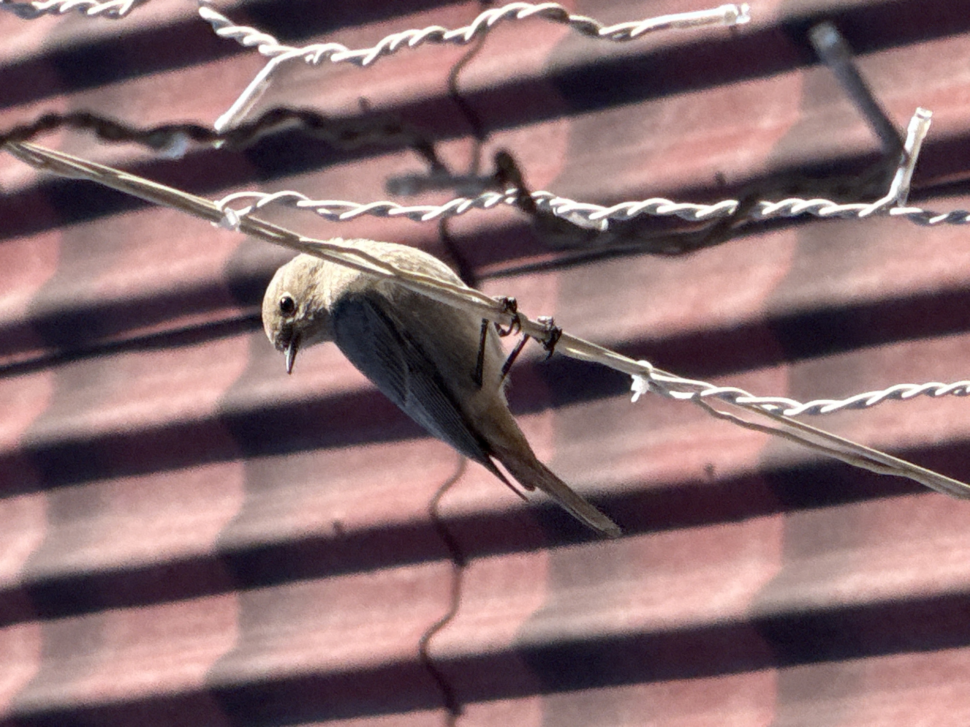 A small, light brown bird clings to a wire strung across a red tiled roof. The location is suggested to be Tyulyuk, Russia.