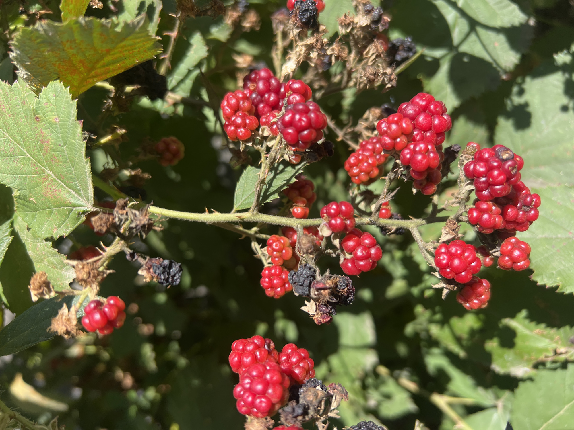 The image shows a close-up view of a blackberry bush in Odesa, Ukraine. The blackberries are ripe and red, with some black, overripe berries also visible. The bush has green leaves and thorny branches. The background is blurred green foliage, suggesting an outdoor setting. The sunlight creates dappled shadows on the leaves and berries. There are no people or animals visible in the image.