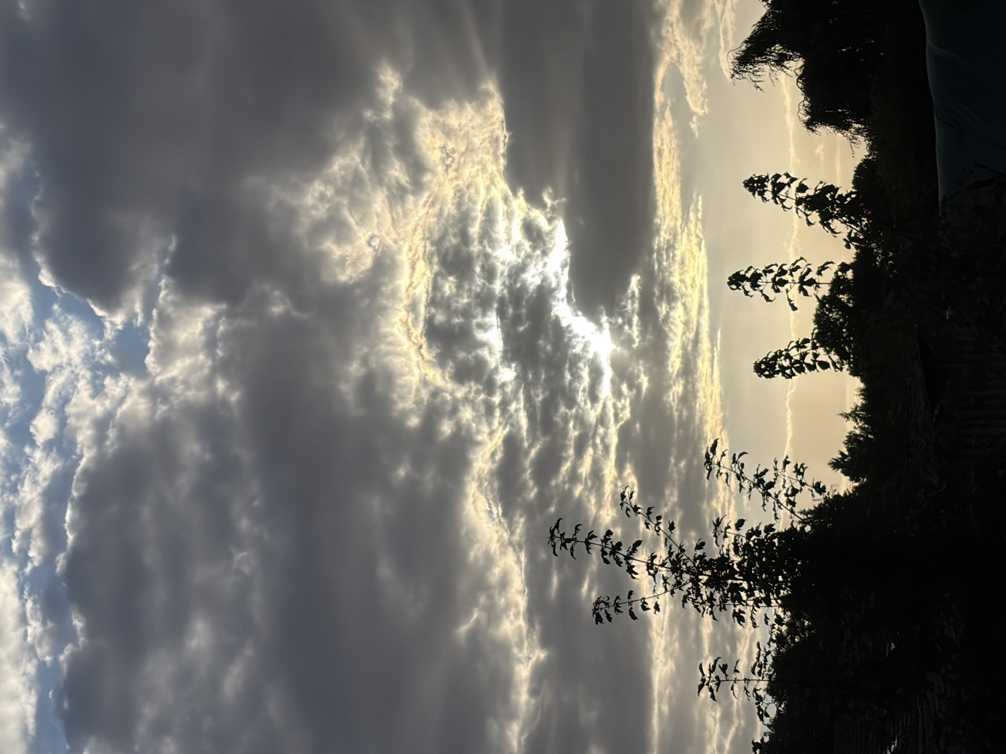 A low-angle, full outdoor, vertical shot depicts a dramatic sky filled with dark, ominous clouds with patches of bright sunlight breaking through in the center, suggesting either sunrise or sunset. Silhouetted against the bright sky are the tops of several leafy trees, appearing as dark outlines. The foreground is dominated by the silhouettes of more trees and the dark roofs of buildings. The image is an outdoor scene in a location that cannot be determined from the visual information provided. There are no people or discernable actions depicted.