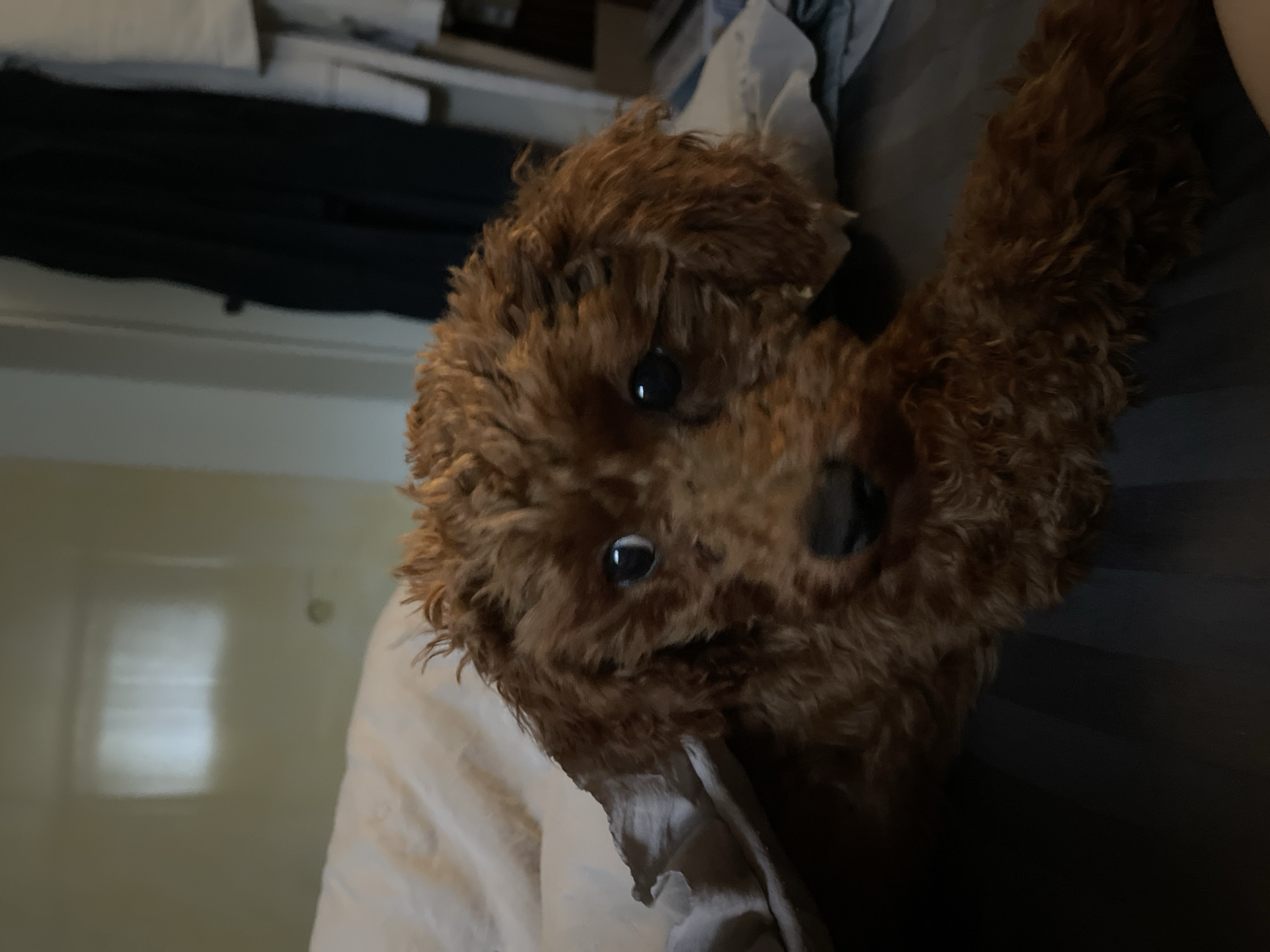 A brown, curly-haired dog, possibly a poodle mix, is positioned centrally in the frame, tilted to the right. The dog's face is prominent, with visible eyes and nose. The background includes a white bed sheet on the left and a darker, possibly gray, surface on the right, which may be bedding or clothing. In the upper left corner, there is a glimpse of furniture. There is no evidence of the location being in Sofia, Bulgaria. The scene appears to be indoors, likely a bedroom.