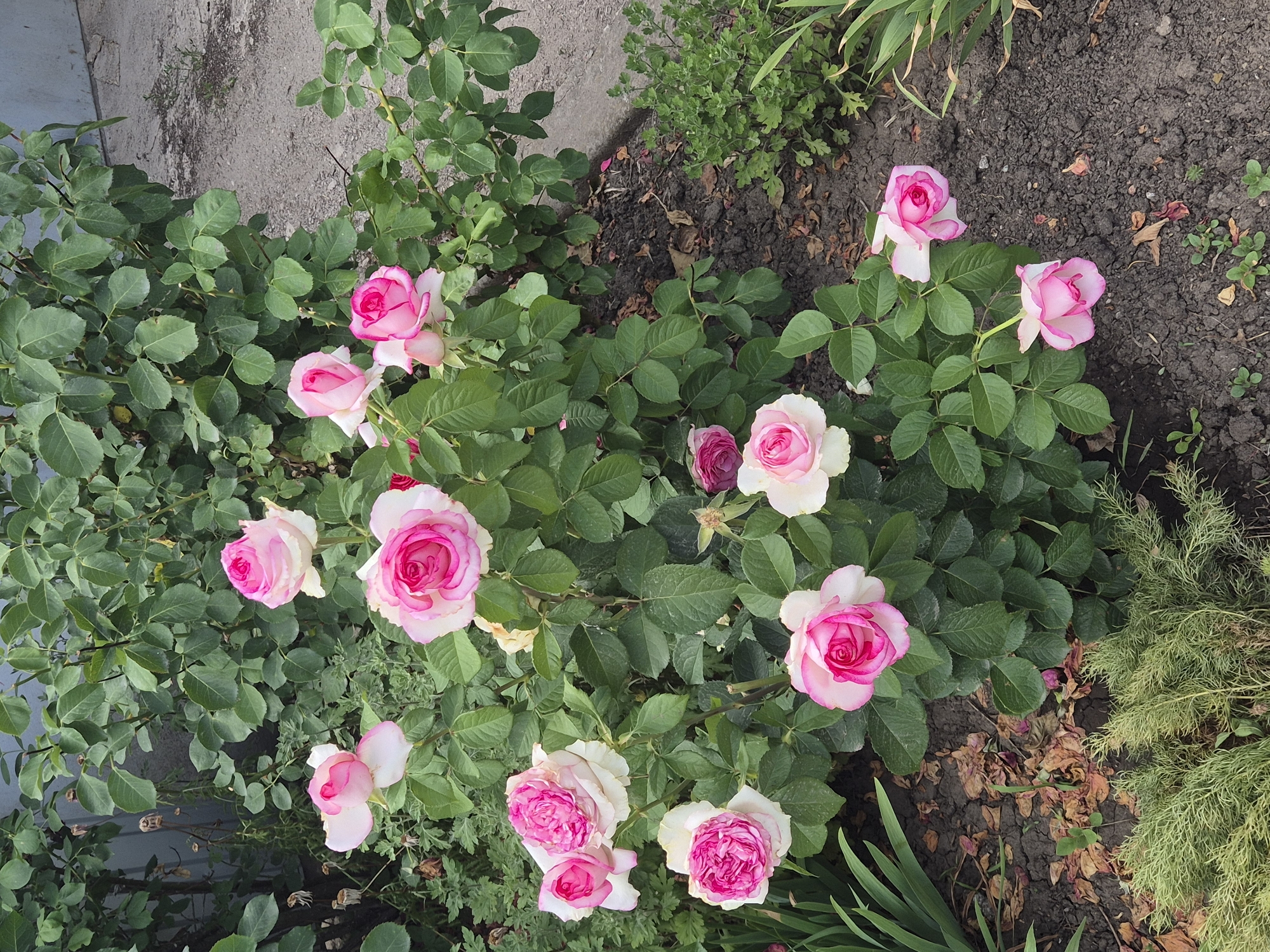 A cluster of pink and white roses is blooming in a garden in Sozonivka, Ukraine. The roses are a mix of fully open and budding flowers, with delicate pink petals that fade to white at the edges. They are interspersed with dark green leaves and thorny stems. The ground beneath the roses is covered with dark soil, scattered with dry brown leaves. In the background, a dense bush of green foliage creates a backdrop for the flowers. To the right, a patch of smaller, lighter green plants grows near a concrete path. The scene appears to be a close-up view of a rose bush in bloom, with hints of its urban garden setting.