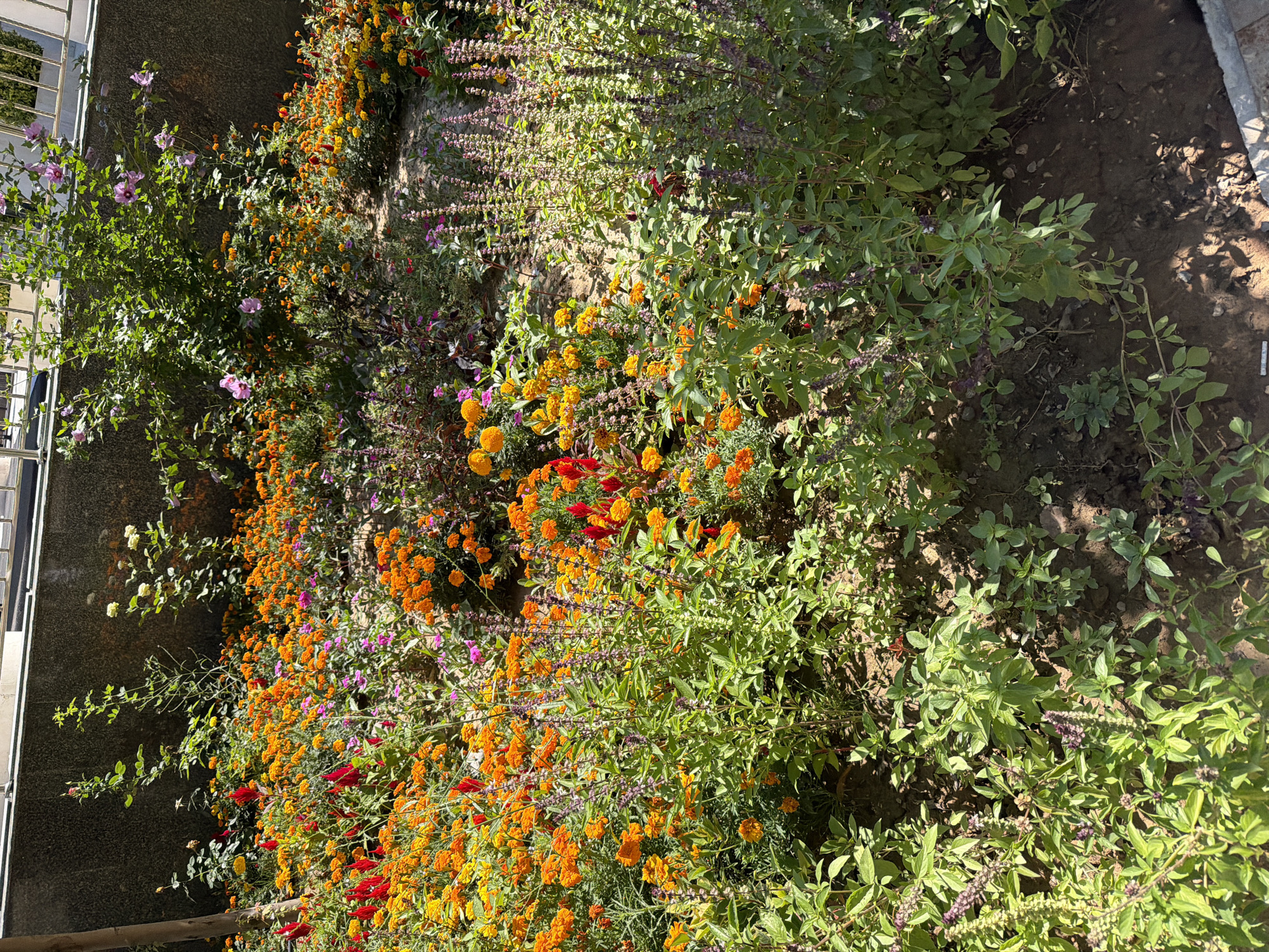 The image displays a vibrant garden bed filled with a variety of blooming flowers, set against a textured concrete wall. Prominently featured are clusters of bright orange marigolds and red celosia. Interspersed among them are smaller pink and purple flowers, as well as taller plants with purple flower spikes, possibly basil. Green foliage is abundant throughout the scene. The ground appears to be a mix of soil and gravel, with some shadows cast by the plants. In the upper portion of the image, a metal railing is visible against the wall. The overall impression is one of a well-maintained, colorful garden. This scene is located in Khumsan, Uzbekistan. There are no people visible in the image.