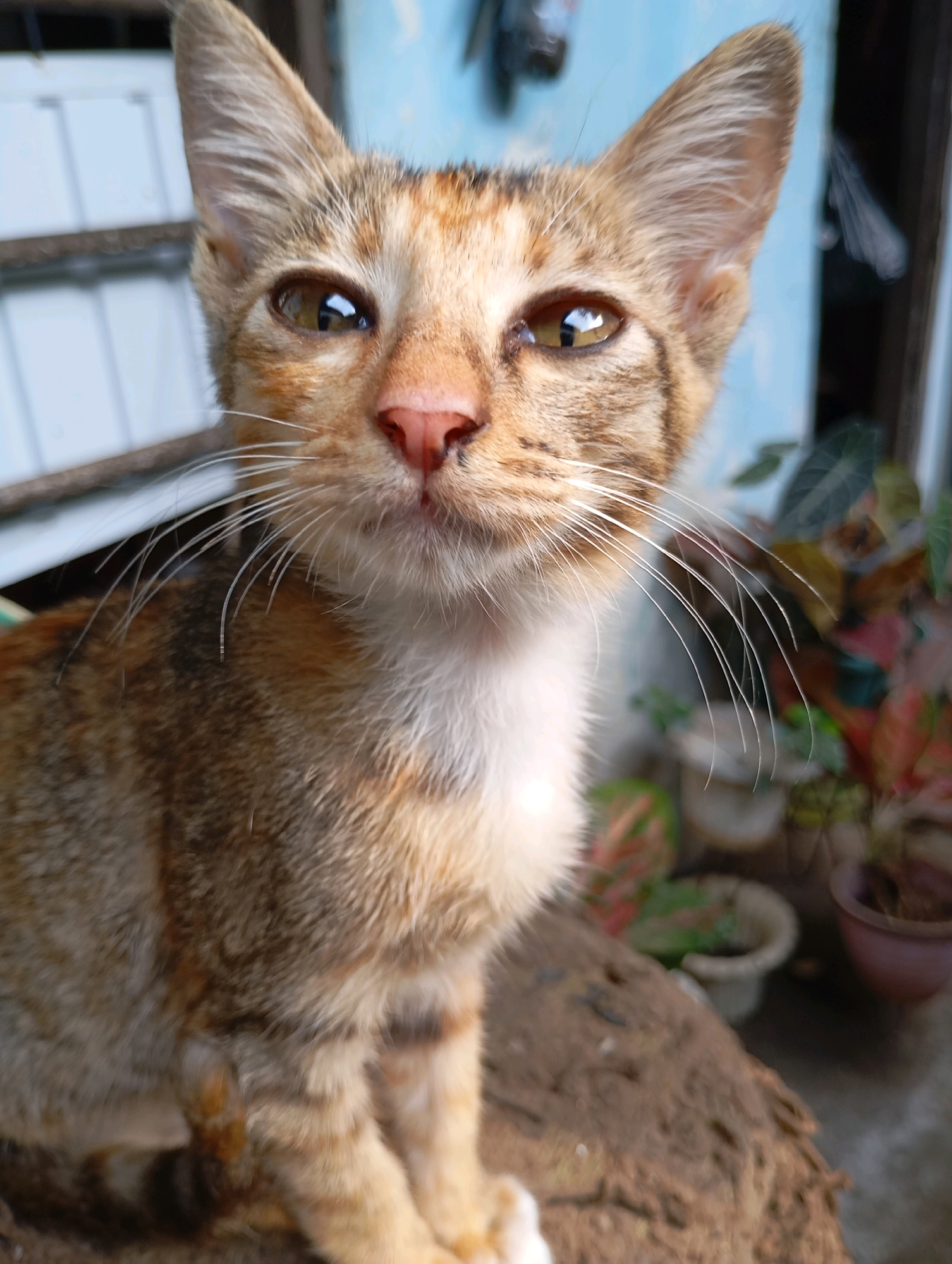 A close-up, eye-level shot captures a tabby cat with ginger and brown stripes, sitting on a rough, brown surface. The cat's face, the primary focus, shows large, alert brown eyes with reflections of light, a pink nose, and prominent white whiskers fanning out. Its fur is short and textured, with a white bib. The background is blurred, suggesting an outdoor or semi-outdoor setting. To the left, a white structure with horizontal slats is visible, possibly a fence or part of a building. To the right, a blue wall and a variety of potted plants with colorful foliage add depth. The overall impression is one of a common domestic scene, possibly in a residential area of Balikpapan, Indonesia, a city known for its coastal environment and tropical climate.