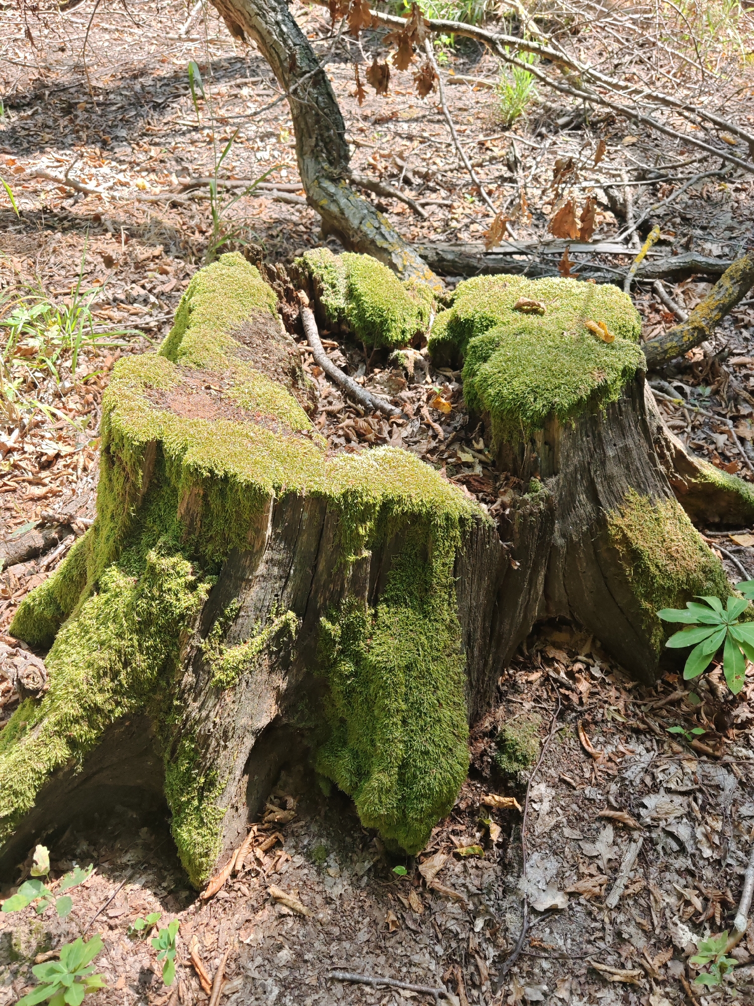 The image depicts a moss-covered tree stump in a forest environment. The stump is old and weathered, with visible cracks and crevices. It is covered in lush green moss, which also extends to the surrounding ground. The ground is covered with fallen leaves, twigs, and dry branches, typical of a forest floor. In the background, a tree trunk with a rough bark is visible, leaning to the side, with more fallen branches and sparse vegetation. Sunlight filters through the trees, creating dappled shadows on the ground. There are no people or animals visible in the image. The scene appears to be a natural, undisturbed forest setting, likely in Samuchay, Azerbaijan, given the prompt's context.