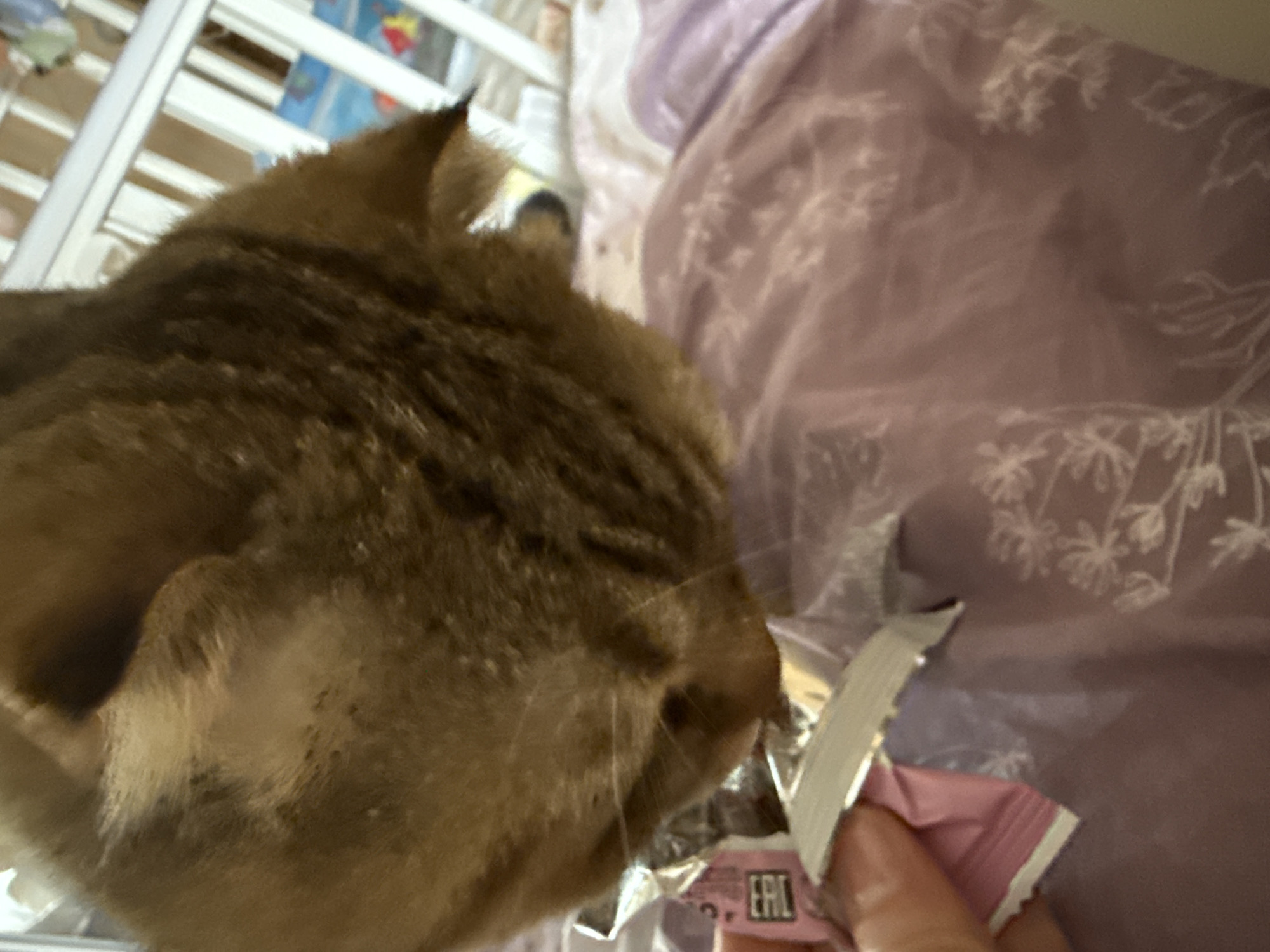 An indoor, close-up shot captures a domestic scene involving a cat and a human hand. The main subject is a brown tabby cat, seen from the back of its head and part of its body, with its head turned towards the right side of the frame. Its fur is a mix of brown and darker stripes, characteristic of a tabby, and its ear is visible.
In the foreground, a human hand holds open a flexible, shiny packet or pouch. The packaging appears to be pink and silver, possibly foil-lined. The cat's nose is close to the opening of this packet, suggesting it is either sniffing, eating, or about to eat from it. The activity depicts the interaction of a human offering something from the packet to the cat.
Visible text on the silver part of the packaging reads "EAC" or "ЕАС" (Cyrillic).
The background includes a light purple blanket or duvet with a subtle white floral or leafy pattern, suggesting a comfortable, domestic setting like a bedroom or living room. To the far left, a white slatted structure, possibly part of a bed frame or crib, is partially visible. The lighting is soft and consistent with an indoor environment. No specific time of day or weather can be determined. The atmosphere appears calm, focused on the interaction between the pet and its owner.