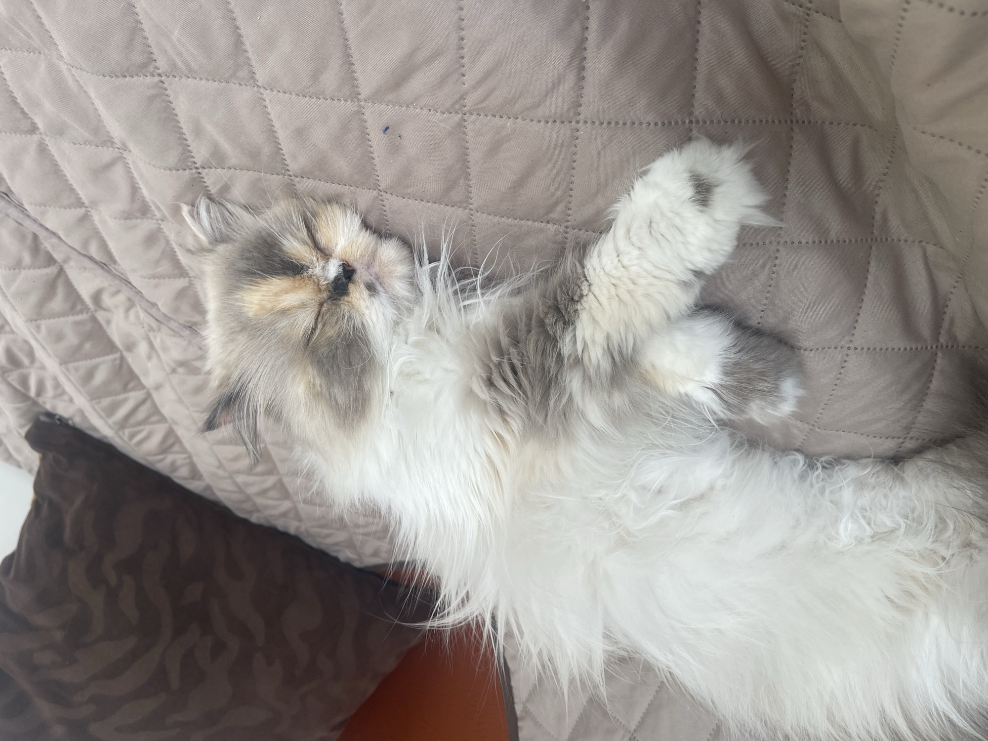A cat is lying on a beige quilted surface. The cat is light grey and white with a tan marking on its head. It is lying on its back with its paws crossed. A patterned brown pillow is partially visible in the bottom left corner of the image. The location is not discernable from the image and therefore cannot be placed within the city of Bogota, Colombia.