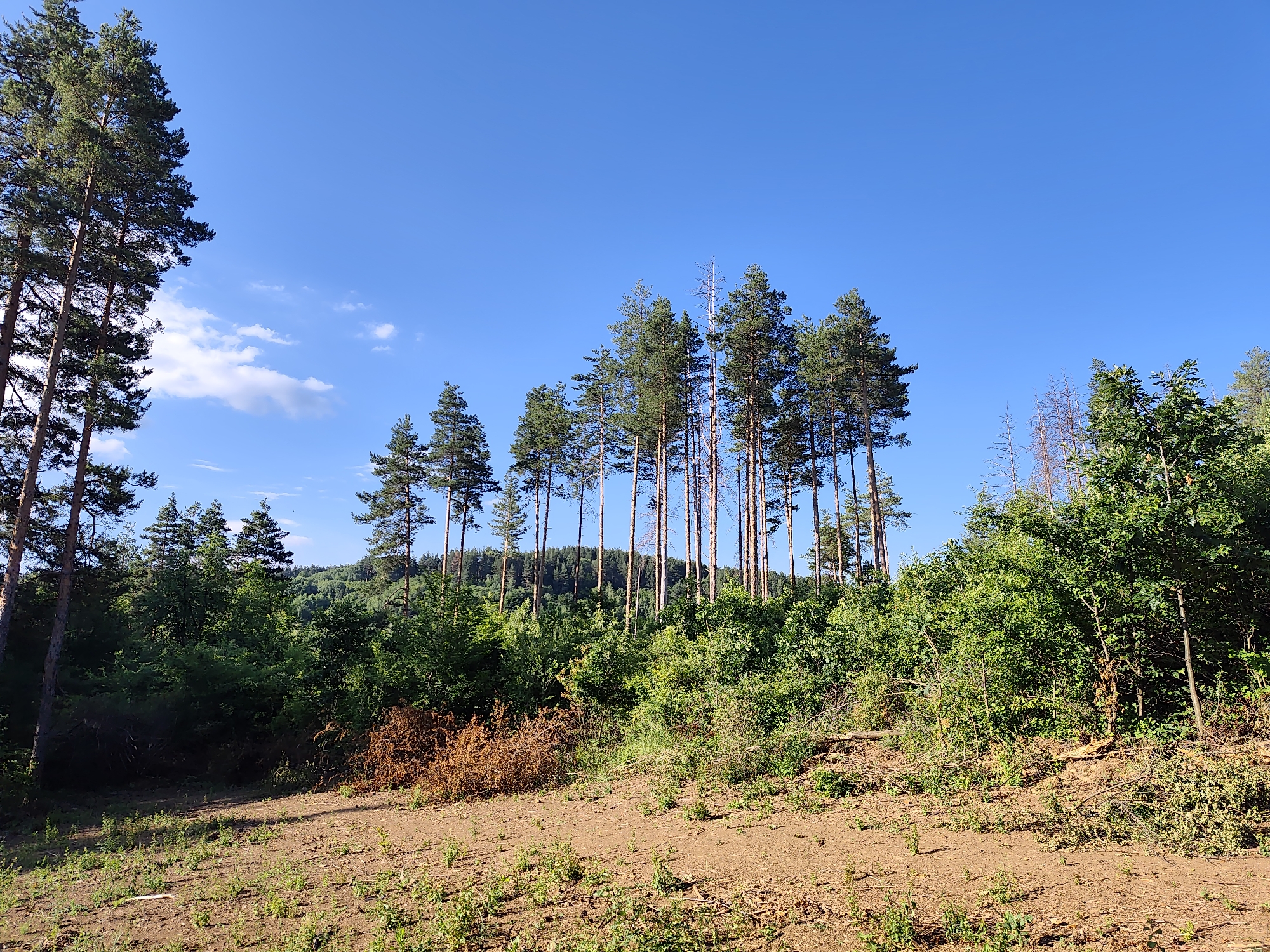The image depicts a clear, sunny day in a forest area with a bright blue sky and scattered white clouds. In the foreground, there is a patch of bare, reddish-brown earth with sparse green grass and some dried, brown vegetation. A slightly elevated bank of the earth is visible on the right side of the frame.
Dominating the middle ground and background are numerous tall pine trees. Some of these trees are a vibrant green, while others are sparser or appear dead, with bare branches. The trees form a dense wall of foliage, with some appearing taller and thinner than others. Behind the immediate line of pine trees, a dense, rolling forest stretches into the distance. A hill covered in green trees is visible in the far background, under the clear sky.
The scene appears to be in a natural, wooded environment, possibly a forest or park. The presence of bare earth in the foreground suggests recent activity, such as logging or land clearing. However, there are no people or animals visible in the image, and no specific structures or man-made objects are apparent. The overall impression is one of a natural landscape under a pleasant sky, with subtle indications of human impact.