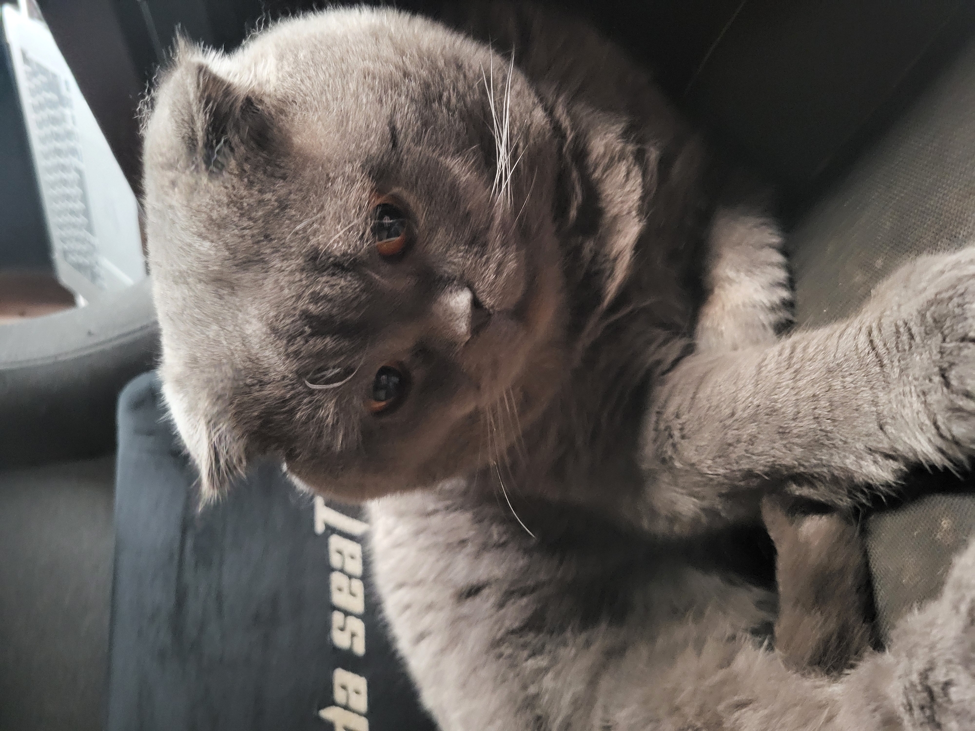 A close-up, eye-level shot features a grey Scottish Fold cat resting on a dark surface. The cat's ears are folded down, and its eyes are partially closed, with a hint of orange visible. Its whiskers are prominent, and its fur appears soft and fluffy. The background is dark and blurred, with the suggestion of a white keyboard-like object in the upper right corner. The surface beneath the cat has faint white lettering that appears to spell out "da seat". The scene is indoors, with soft lighting.