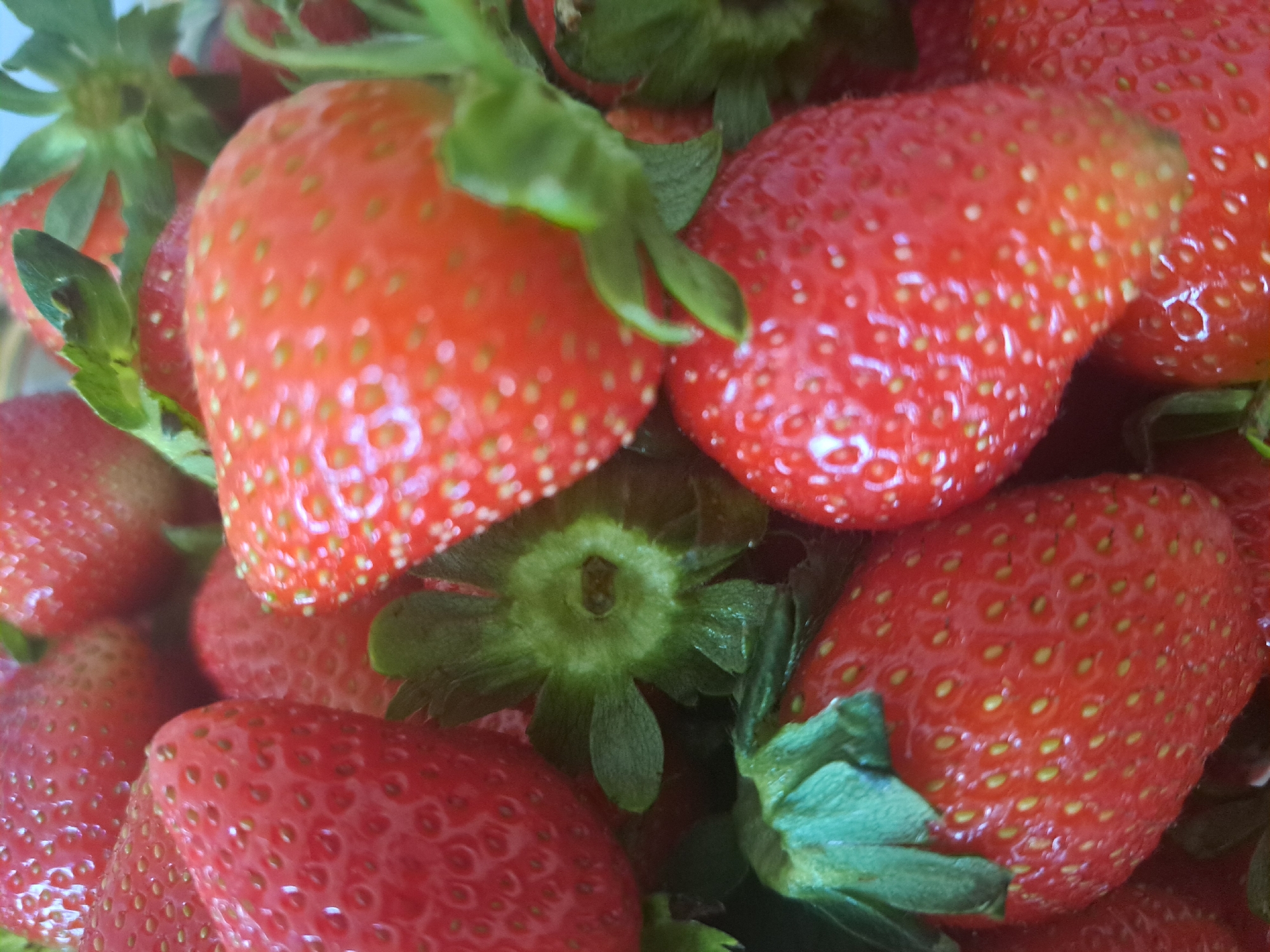 The image displays a close-up, high-angle view of multiple fresh strawberries, completely filling the frame. The subjects are ripe, red strawberries, varying slightly in hue from a deep crimson to a brighter, almost orange-red. Numerous small, yellowish-green to pale orange achenes (seeds) are distinctly visible, embedded across the textured surface of each fruit. Several strawberries retain their intact green calyxes and short green stems, which are composed of multiple small, slightly ruffled leaves. The calyxes provide a contrasting green element against the predominant red of the fruit. The strawberries appear firm and moist, exhibiting a slight natural sheen. The arrangement is dense, suggesting a pile or collection of fruits. The lighting is soft and even, highlighting the vibrant colors and surface textures without casting harsh shadows. No people are visible. There are no objects other than the strawberries and their attached botanical components. The immediate environment is solely defined by the abundance of the strawberries themselves, with no discernible background or container providing additional context. The image contains no visual information that allows for the identification of a specific geographical location, including the city of Artik, Armenia.