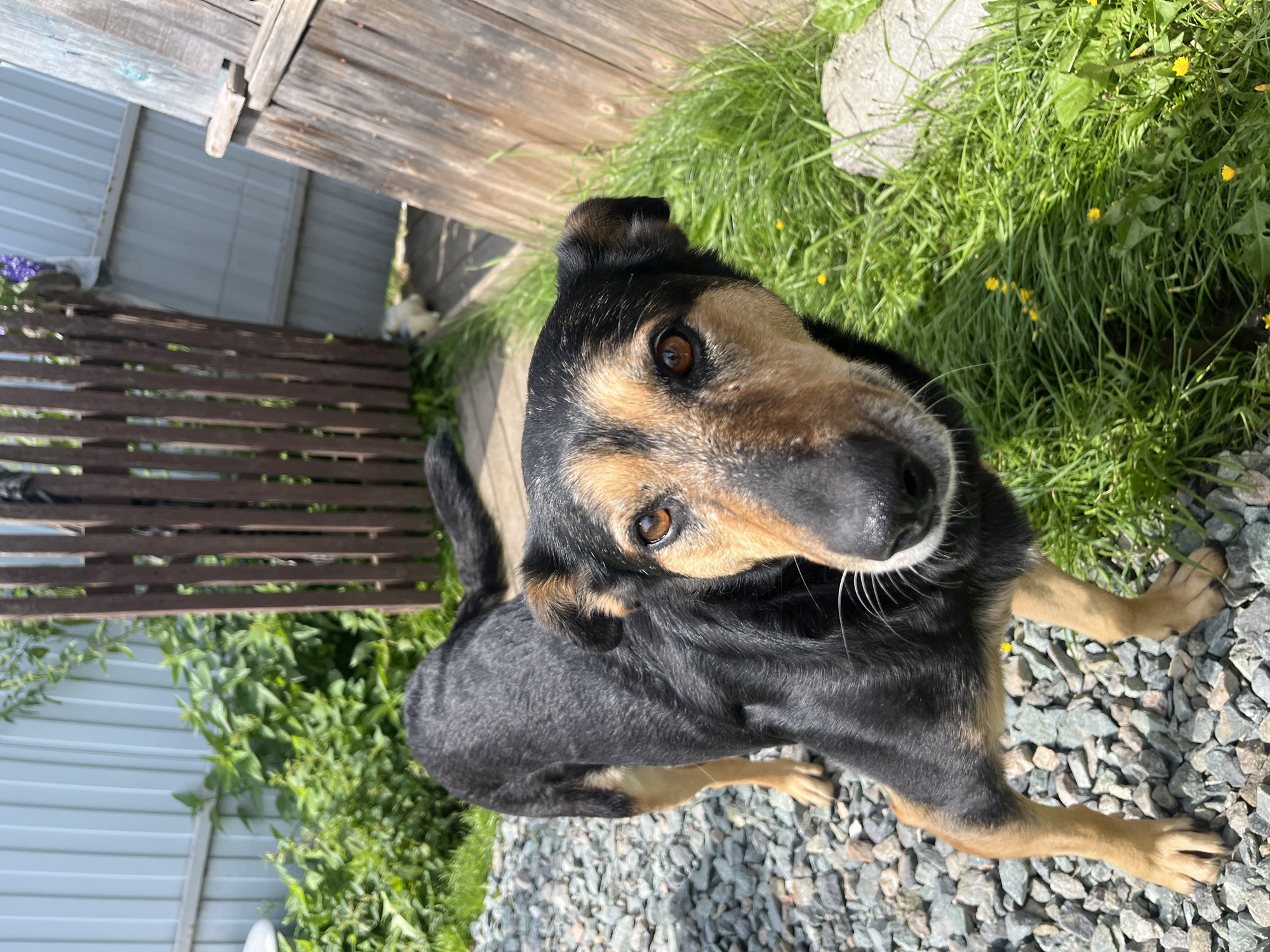 A medium-sized dog with black and tan fur stands on a gravel path in a yard. The dog is looking at the camera with its head tilted slightly. The background shows a wooden fence, a corrugated metal fence, and green vegetation. There is a small white dog in the background, partially obscured by the wooden fence. The scene appears to be a residential backyard in the city of Nizhny Tagil, Russia.