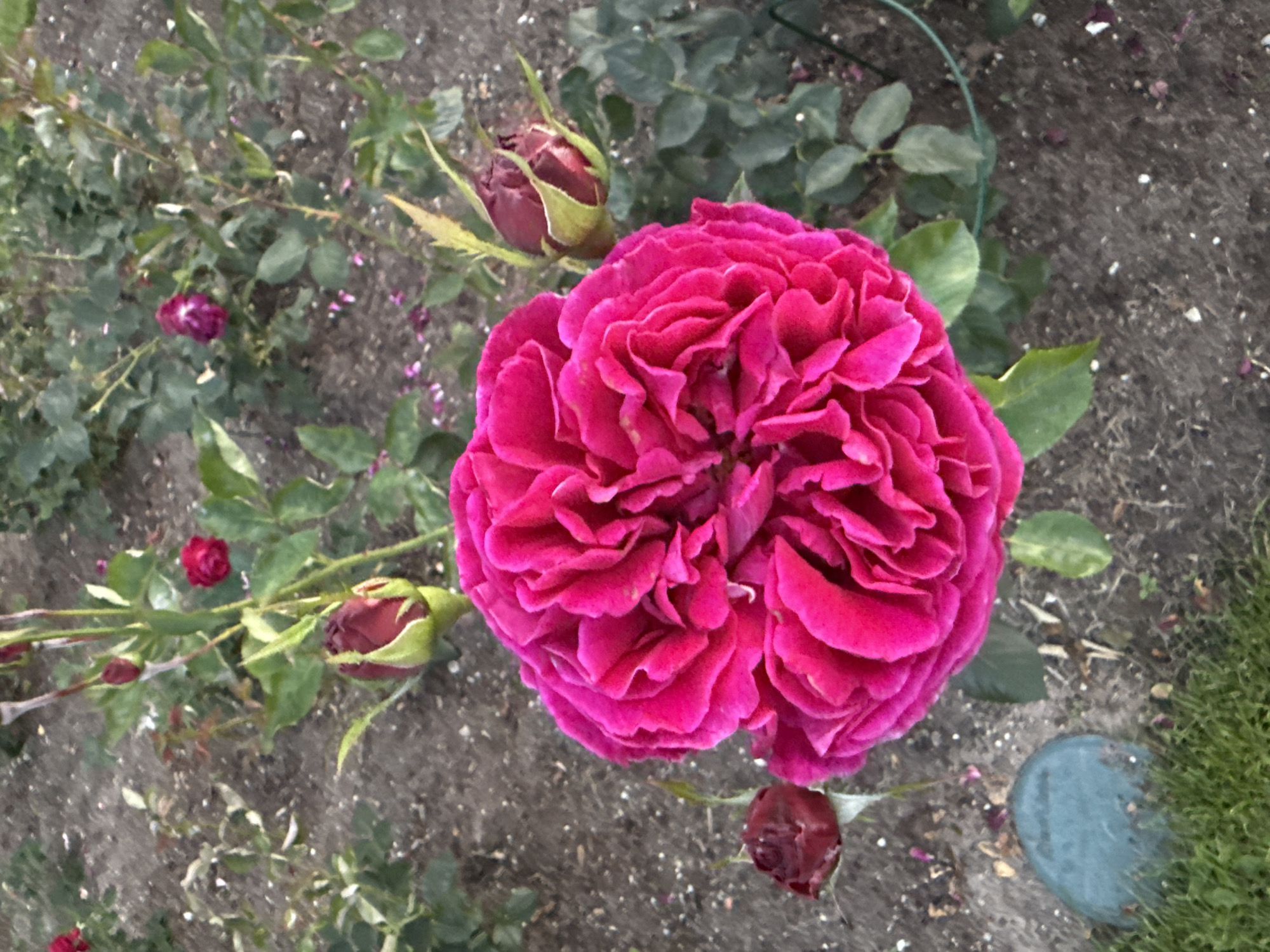 A bright pink rose bloom is in the center of the image, with its petals tightly furled. The rose is surrounded by several dark red rose buds, some of which are partially open. The roses are growing in a garden bed with dark soil and some scattered green foliage. In the lower left corner of the image, there is a blue-gray stone and some green grass. The background is blurred, showing more rose plants and foliage. The scene appears to be in a garden setting.