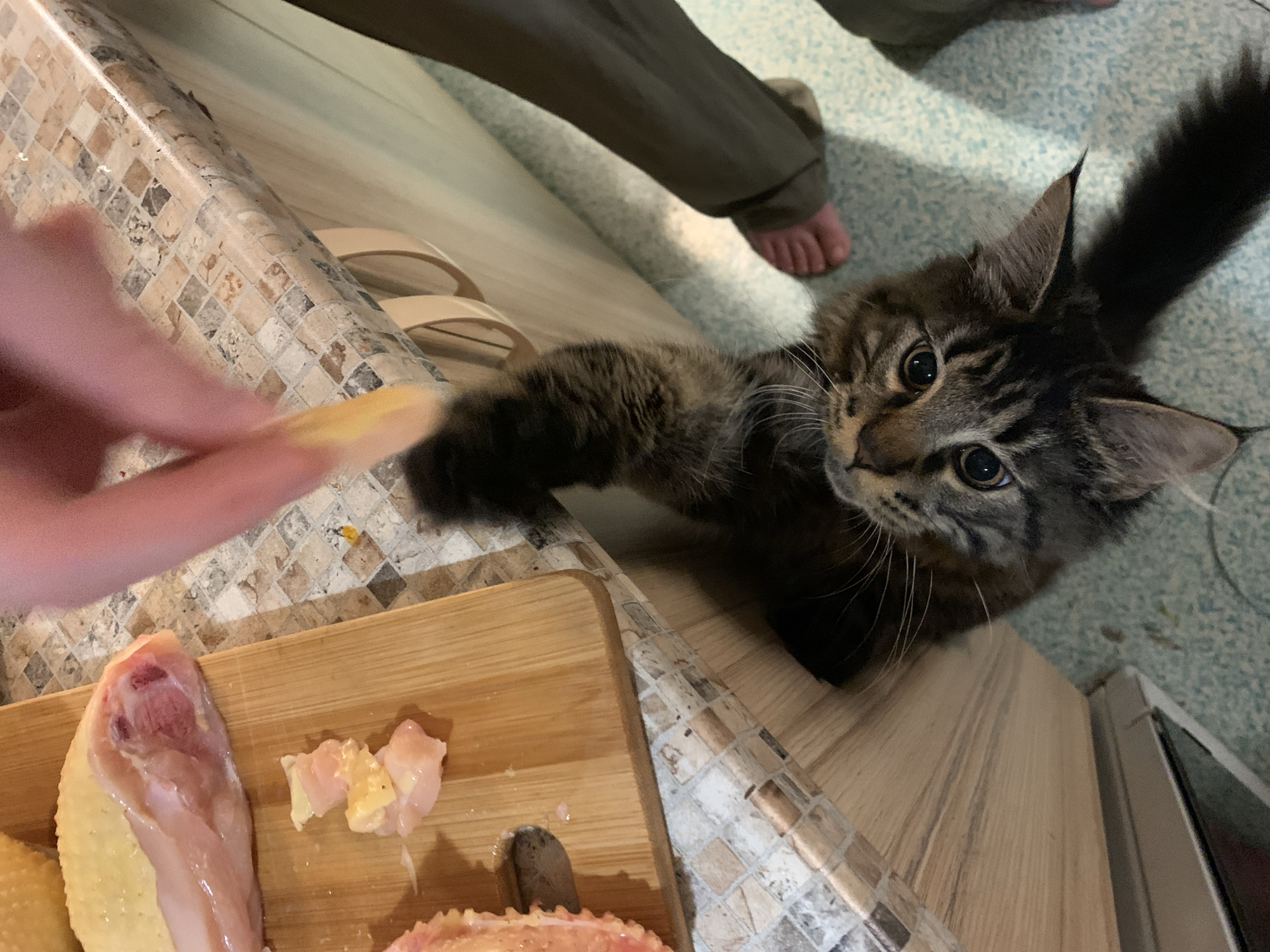 A high-angle, eye-level, medium shot captures a domestic cat reaching a paw upwards towards a person's hand. The cat, a tabby with brown and black fur, is positioned on the floor, looking up expectantly with wide eyes. Its body is partially obscured by its raised paw and tail. Above, a person's hand is visible, holding a small piece of raw chicken. The hand is positioned over a kitchen countertop, which is tiled with small, multi-colored squares. To the left of the countertop, a wooden cutting board holds pieces of raw chicken. The floor beneath the cat is a light blue linoleum with a speckled pattern. In the background, the lower legs and feet of a person wearing dark pants are visible, one foot bare. The overall scene depicts a kitchen environment where food preparation is in progress, with the cat showing interest in the food. The image is well-lit, with natural light illuminating the scene. The location is identified as the city of Komsomolskoye, Ukraine.