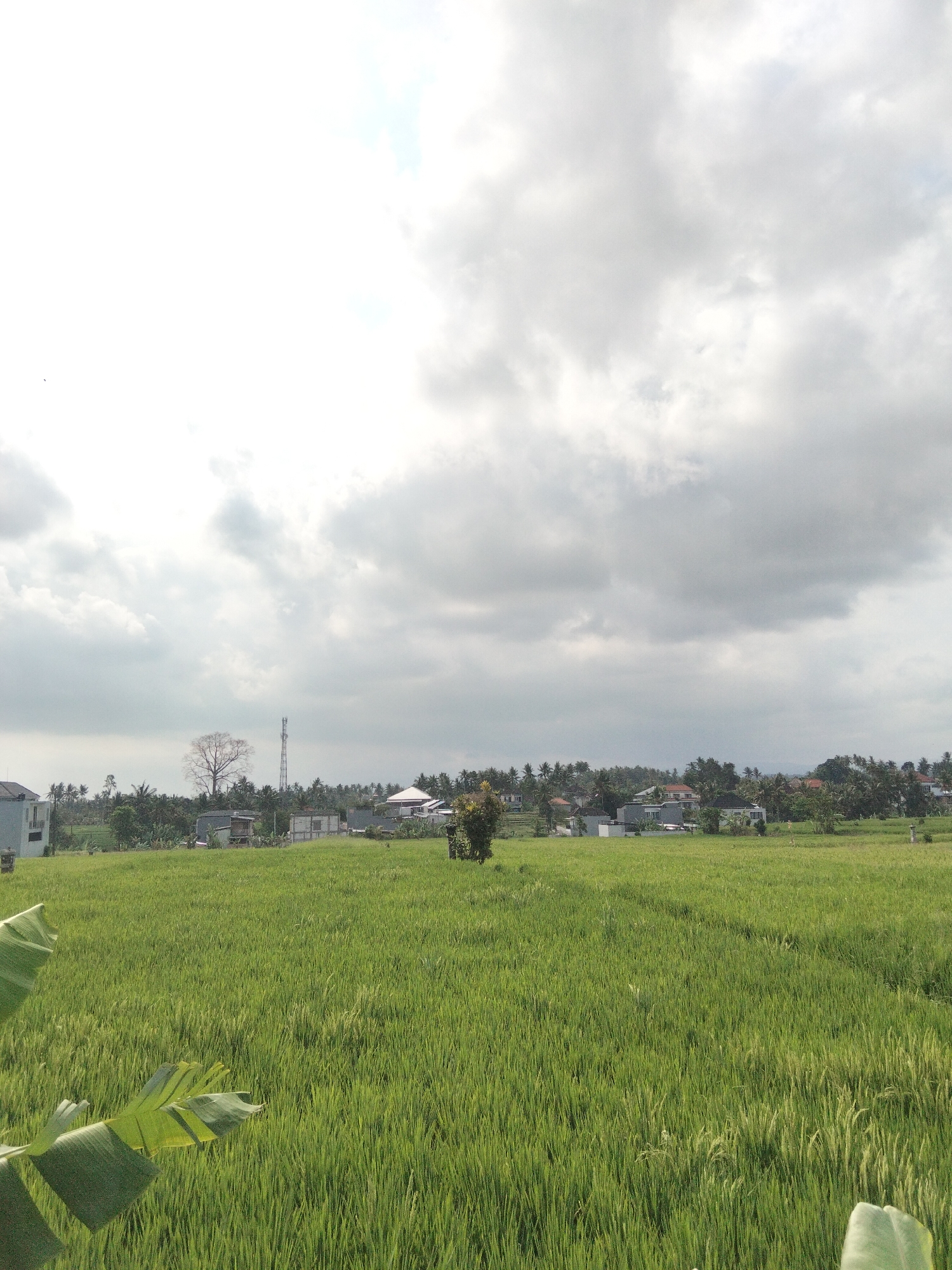 This is a medium-format, full-shot, outdoor, vertical, eye-level, daytime photograph taken in the city of Tabanan, Indonesia. The scene depicts a lush, green rice paddy field in the foreground, with some large green leaves in the lower left corner. In the middle ground, there are several buildings, including houses and what appears to be a cell tower. The background consists of a line of trees and a cloudy sky. The overall impression is one of rural tranquility and agricultural productivity.