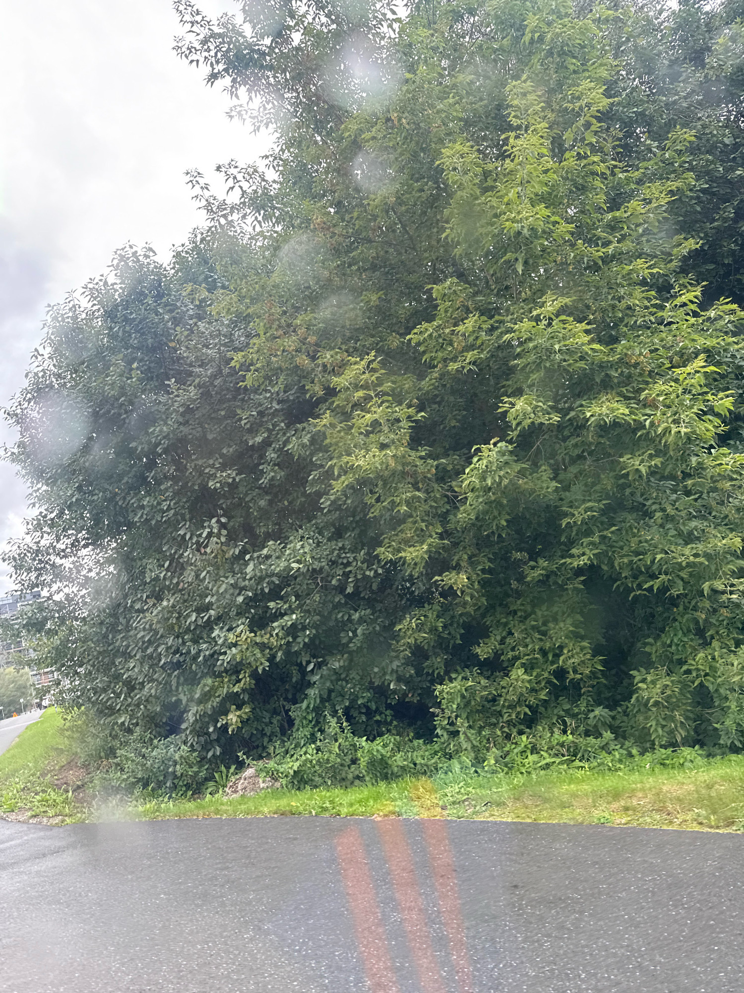 The image shows a roadside view with lush green foliage and a wet asphalt road. The sky is overcast. In the background, on the left side, a building with several floors is partially visible through the trees, suggesting an urban or suburban environment. The road appears to be curving slightly to the left. The foliage consists of dense trees and undergrowth, with various shades of green. The presence of water droplets on the lens of the camera indicates that it might be raining or has recently rained. The scene is devoid of any people or vehicles. The overall impression is that of a natural setting adjacent to a developed area, likely in Tallinn, Estonia, given the implied urban context and the visual cues that align with the typical landscape of the region.