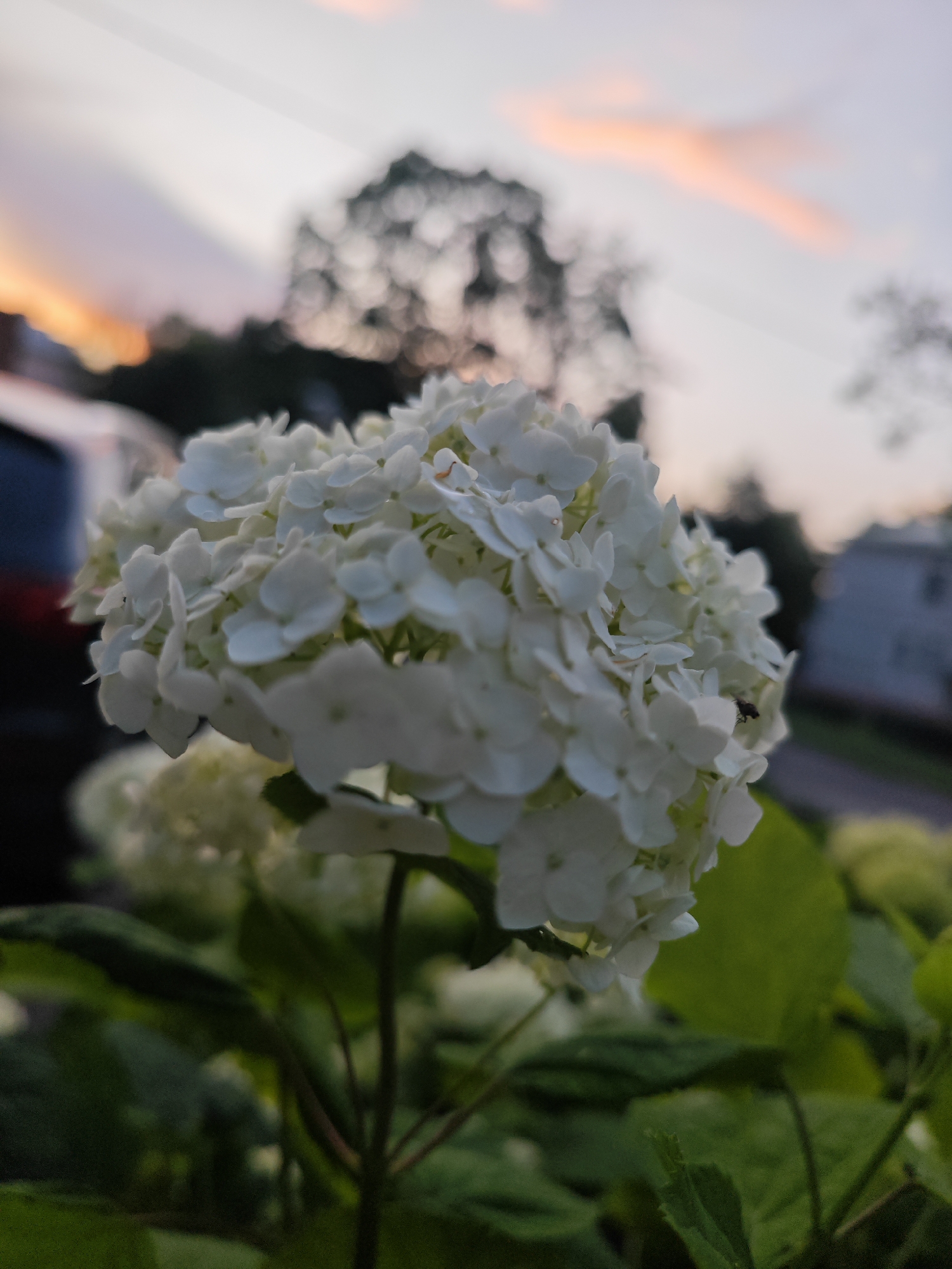 A close-up, low-angle shot captures a cluster of white hydrangea blooms in sharp focus. The petals are delicate and layered, forming a rounded inflorescence. In the background, the scene is blurred, suggesting a sunset with soft orange and pink hues visible in the sky. Silhouetted trees and buildings are faintly discernible, indicating an outdoor urban setting. A small, dark insect, possibly a fly, is perched on one of the petals in the foreground. The surrounding foliage consists of dark green leaves, also slightly out of focus. The image does not contain any specific landmarks that would indicate a precise location within the city of Pushkin, Russia.