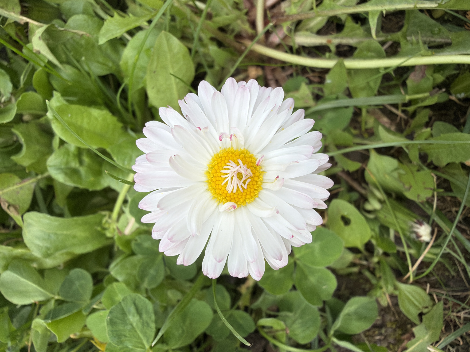 The image shows a single daisy flower in focus, with white petals tipped with a faint pink, and a bright yellow center. It is surrounded by various green plants, including clover and blades of grass. The location is Unknown, Unknown.