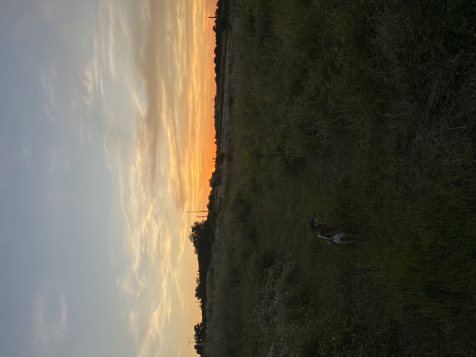 A wide shot captures a dog in a grassy field under a sunset. The sky is a gradient of pale blue at the top, transitioning to orange and yellow near the horizon, with scattered clouds. Silhouetted against the colorful sky are trees and industrial structures, including power lines and what appears to be a tower. The foreground is dominated by tall, green grass and some smaller flowering plants. A medium-sized dog with a spotted coat and an orange collar is positioned in the middle ground, facing away from the camera and looking towards the horizon. The lighting suggests it is dusk. The location is described as Unknown, Unknown.