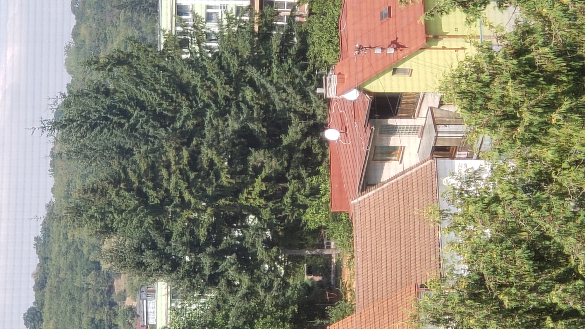 This is a high-angle, medium shot of a residential area in Prešov, Slovakia, on a sunny day. The foreground is dominated by lush green trees, their branches dense with foliage and interspersed with occasional yellow blossoms. Behind the trees, several houses with red tile roofs are visible. The house on the left has a light brown tiled roof and a white facade with visible windows and architectural details. To its right, a smaller house with a light gray facade and red tiled roof features a balcony and a glass-enclosed porch. A bright yellow house with a red tiled roof is situated further to the right, with a dark railing and a window visible on its facade. The roofs of these houses are equipped with multiple satellite dishes, some white and some dark.
In the midground, large, dark green evergreen trees, likely spruce or fir, tower over the houses. Their dense branches create a significant visual barrier. Beyond the evergreen trees, a line of deciduous trees with lighter green foliage covers a hillside. In the background, the upper portions of two multi-story apartment buildings are visible. The building on the left appears to be light-colored, possibly white or cream, with numerous windows. The building on the right is also light-colored, with white window frames. The sky is overcast, with a grid-like pattern suggesting a screen or lens effect. The overall impression is of a well-established residential neighborhood with a mix of single-family homes and apartment buildings, surrounded by abundant greenery.