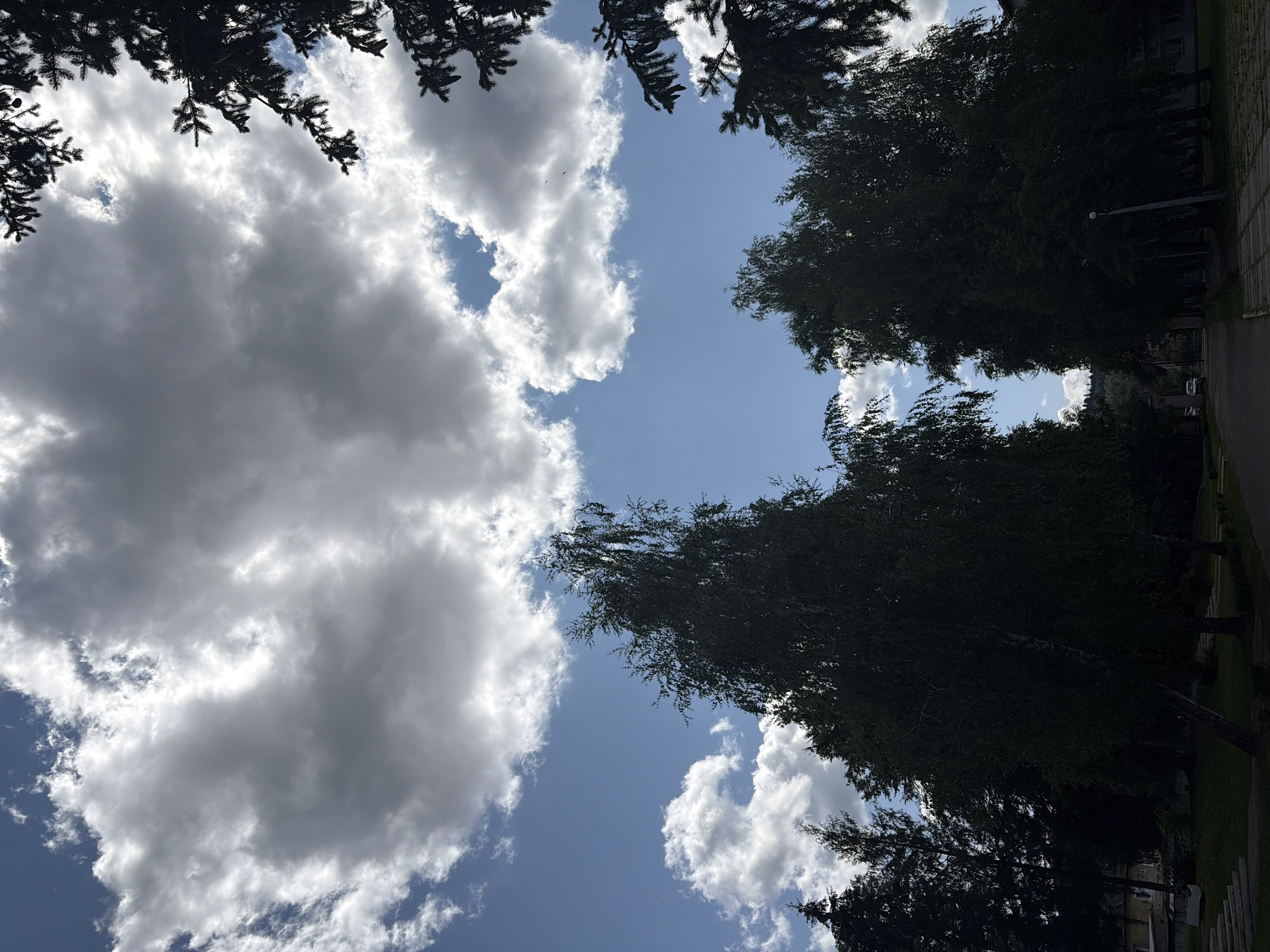 A low-angle, wide shot captures a cloudy sky over a park-like setting in an urban area. Dark green trees, including tall birches and evergreens, dominate the foreground and frame the shot. Sunlight filters through the clouds, creating bright patches and casting some areas into shadow. A paved path runs through the scene, with a few buildings and what appears to be a parked vehicle visible in the background. The overall impression is of a serene, overcast day in a green urban space.