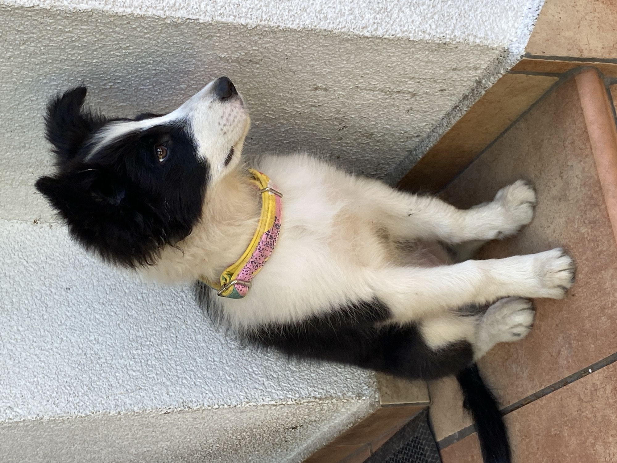 A young, black and white Border Collie puppy sits on a tiled surface next to a textured, light-colored wall. The puppy is wearing a yellow collar with a pink, patterned design. Its tail is black and extends to the left. The puppy is looking to the right. The environment appears to be outdoors, possibly a patio or entrance area, with terracotta-colored tiles on the ground and a light-colored, textured wall. This scene is located in the village of Wielka Wieś, Poland.