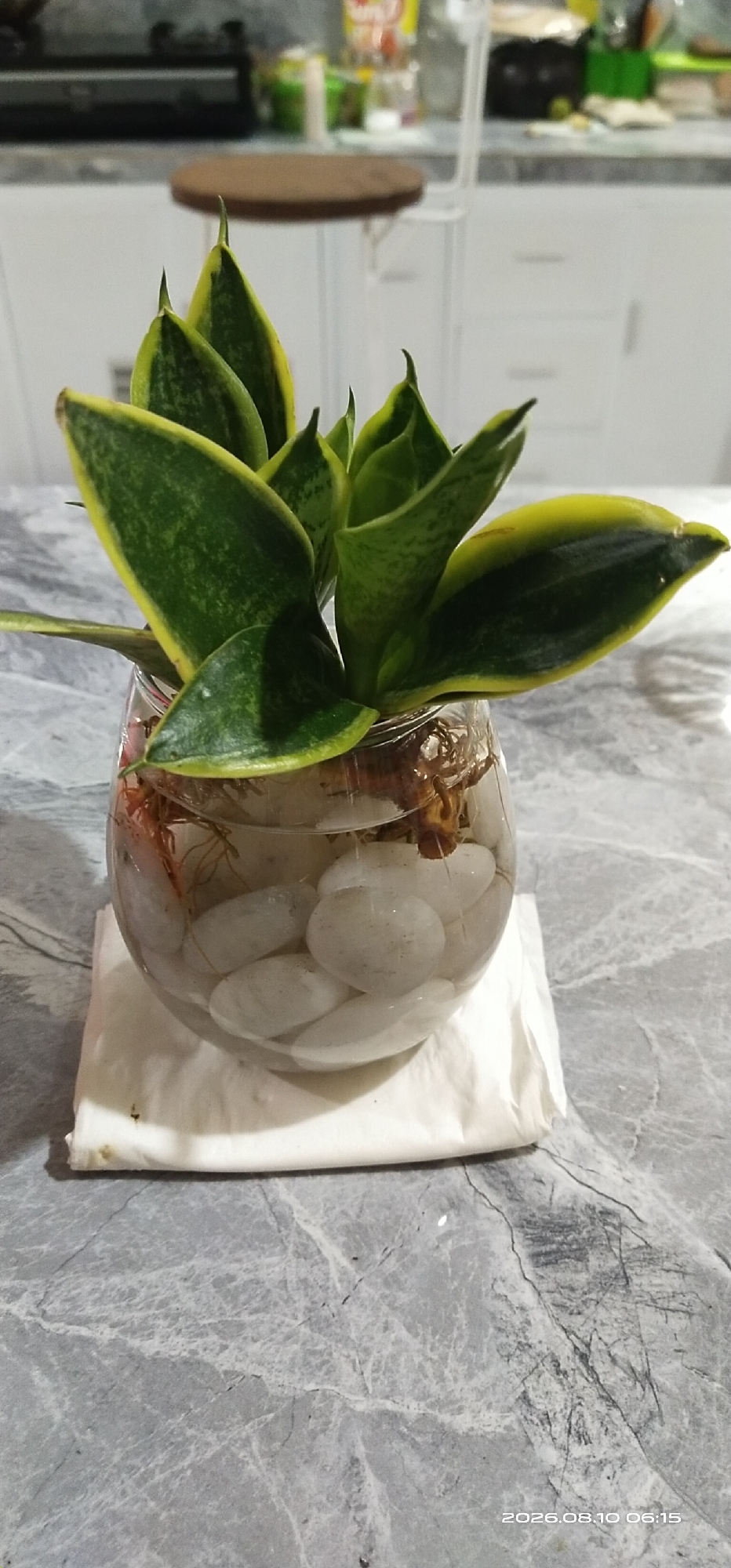 A snake plant is displayed in a clear glass container filled with white pebbles and water. The plant's pointed, variegated green and yellow leaves stand upright. The glass container rests on a folded white paper towel, which is on a gray, marbled surface. In the background, kitchen cabinets and a wooden stool are visible, suggesting an indoor setting. The date stamp "2026.08.10 06:15" is present in the lower right corner.