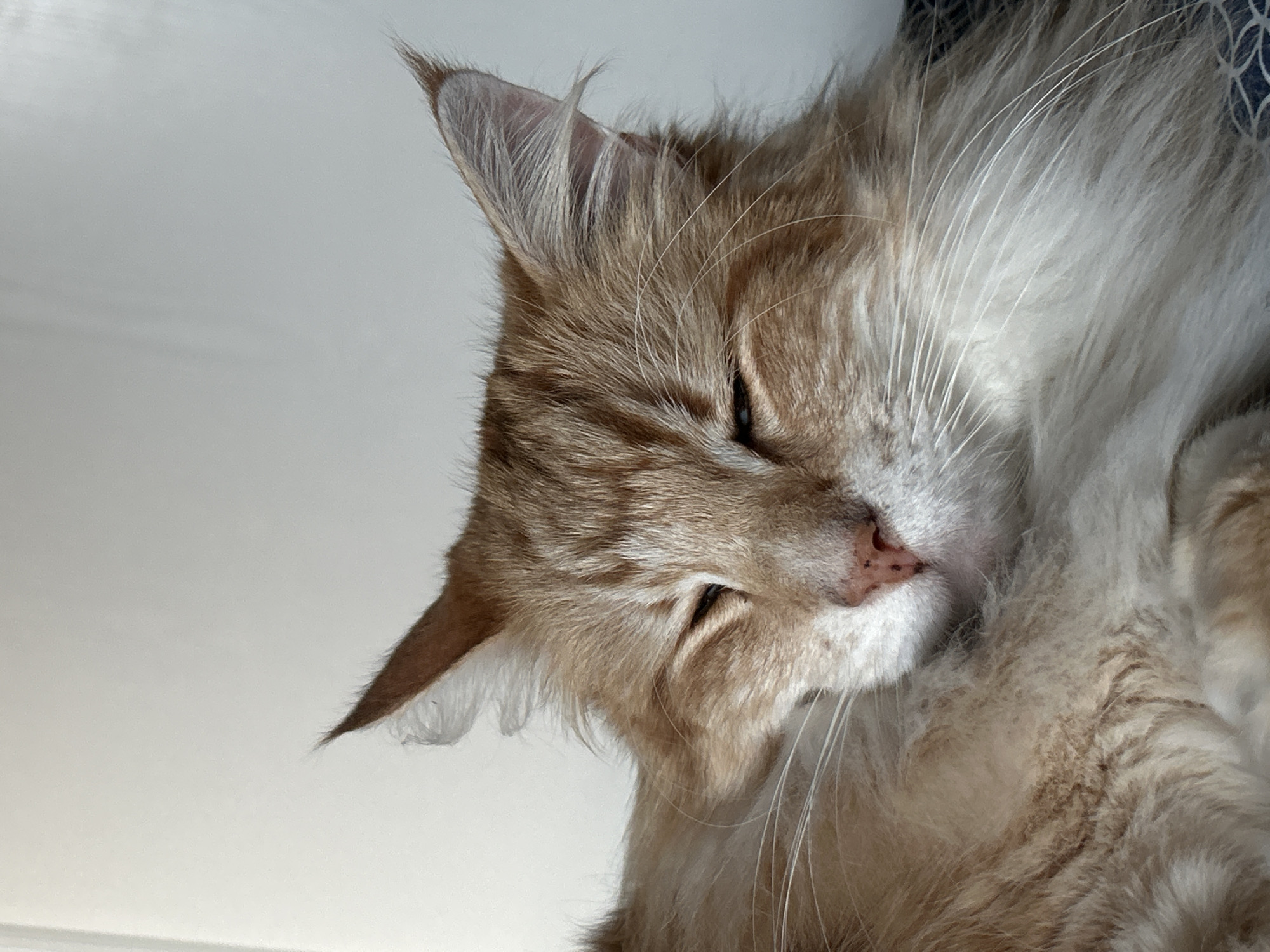 A close-up, slightly angled view of a long-haired cat with orange and white fur, appearing to be resting or sleeping. The cat's head is slightly tilted, with one ear prominently visible and the other partially obscured. The cat's eyes are closed, and its nose is pink with visible freckles. Long white whiskers extend from the cat's face. The background appears to be a plain, light-colored surface. There is no indication of a location in Strasbourg, France.