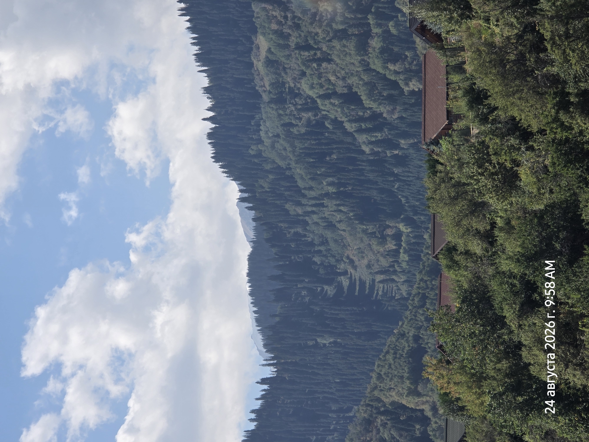 The image depicts a dense forest covering a mountainous slope under a partly cloudy sky. In the foreground, several houses with dark brown roofs are nestled among lush green trees. The date stamp "24 августа 2026 г. 9:58 AM" is visible in the lower left corner. The background shows a steep mountainside densely packed with dark evergreen trees, with lighter green foliage in the lower sections. Further back, the peaks of more distant mountains are visible, with hints of snow on their summits. The overall scene conveys a natural, possibly rural or semi-rural, environment with human habitation integrated into the landscape.