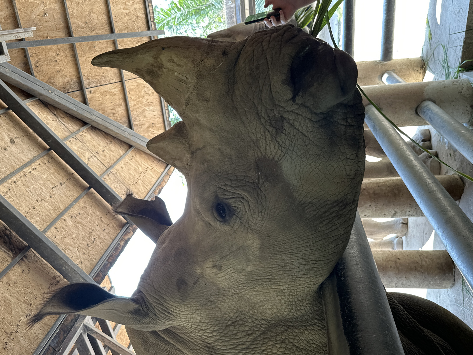 A low-angle, close-up shot captures the head of a rhinoceros inside a building. The rhino's head is the prominent subject, revealing its eye, prominent horn, and textured skin. Metal bars, suggestive of an enclosure, are partially visible on the right side of the frame. Plant material, possibly food, is held above the rhino’s head by a human hand holding a phone. The building structure appears to be made of wood. The location is likely Bang Phra Subdistrict, Thailand.
