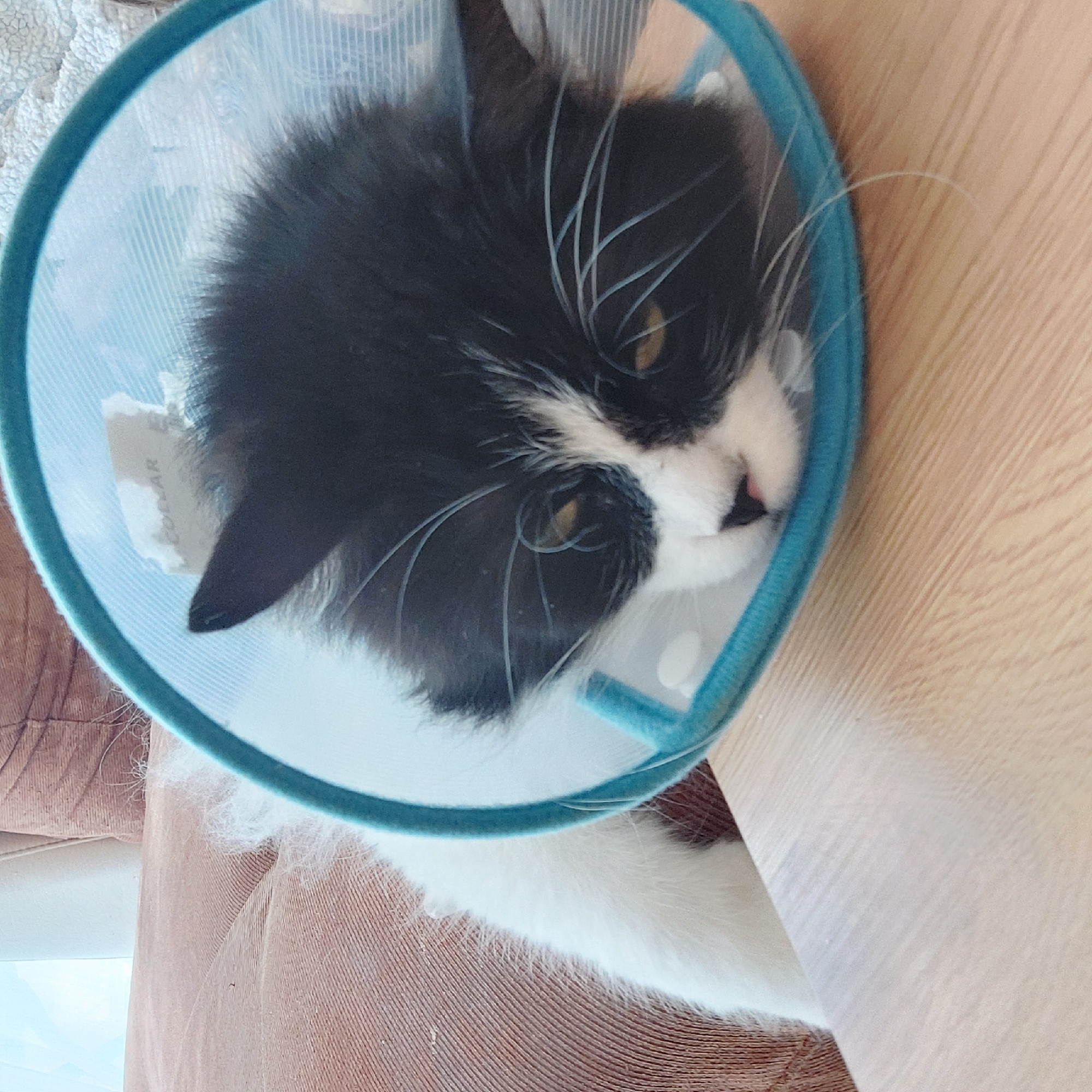 A black and white cat is wearing a light blue plastic cone. The cat is lying on a brown corduroy surface. A light-colored wooden surface is also visible. The location is unknown, and there is no indication of it being Plovdiv, Bulgaria.