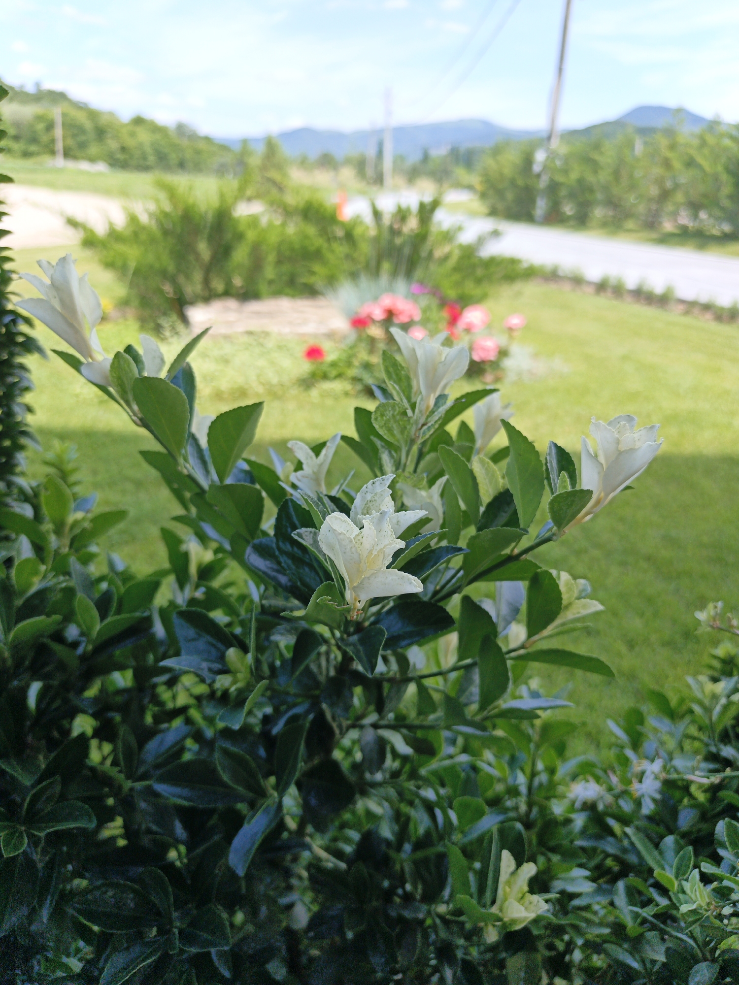 In the foreground of this image, a small flowering shrub with dark green, glossy leaves and delicate white blossoms is prominently featured. The blooms are small and have multiple petals, with some showing a slight yellow tint. The shrub appears to be in a garden setting, with other greenery and a grassy area visible in the background.
Beyond the shrub, the landscape opens up to reveal a gently rolling terrain with more vegetation and trees. A paved road can be seen in the middle ground, with a few power poles lining its side. In the distance, mountains are visible against a bright blue sky with scattered clouds. The scene suggests a rural or semi-rural environment, possibly in or near the village of Pshada, Russia, given the characteristic rolling hills and vegetation often found in such areas. There are no people or animals present in the image. The overall impression is one of a tranquil, natural setting bathed in daylight.