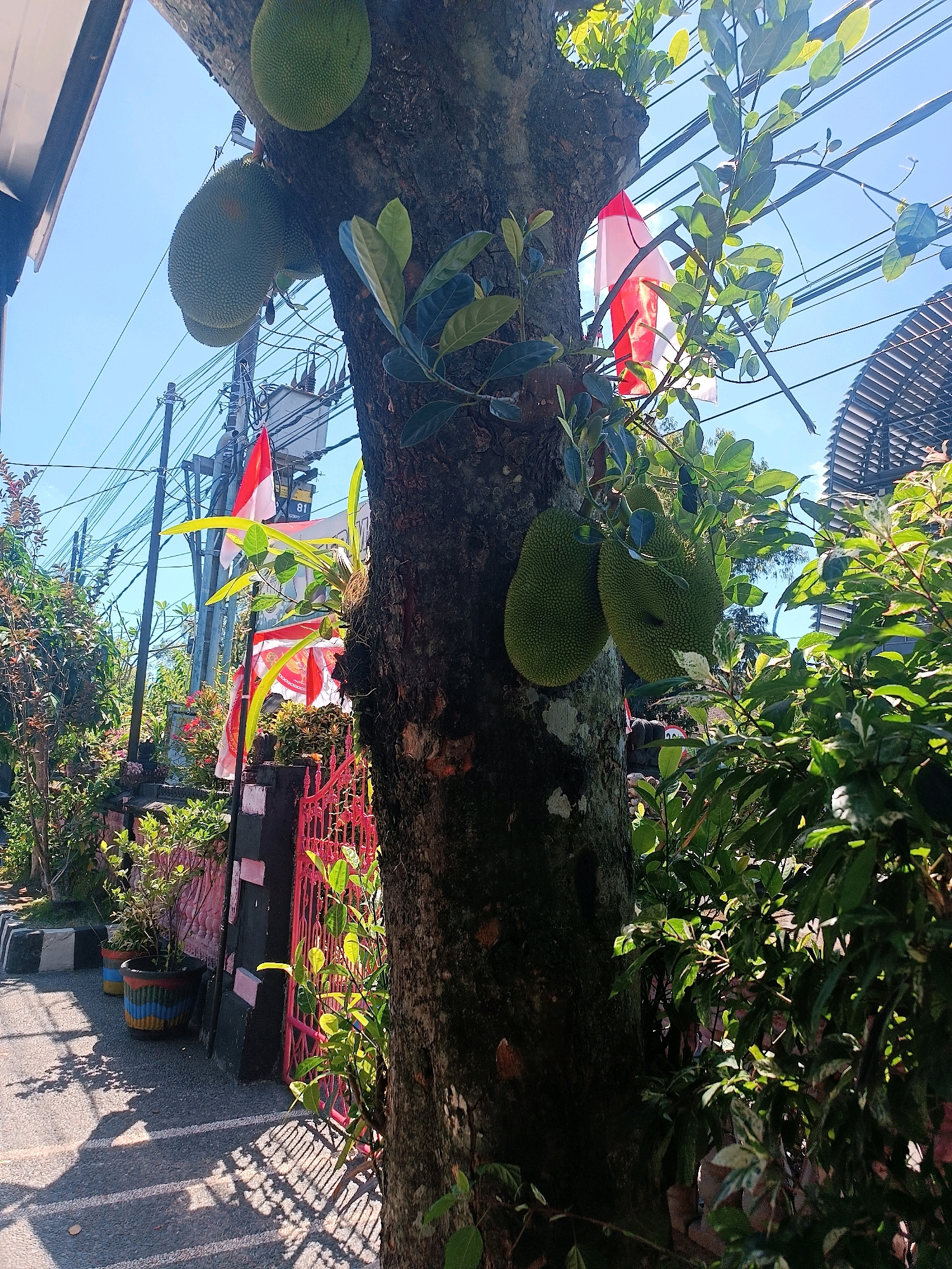 The image depicts a close-up view of a jackfruit tree with several ripe jackfruits hanging from its trunk. The tree is situated outdoors, with a bright blue sky visible in the background, indicating a sunny day. Power lines and electrical infrastructure, including a transformer, are present overhead, suggesting an urban or semi-urban setting. In the middle ground, a red metal gate and fence are visible, along with a sidewalk and some potted plants. Several Indonesian flags, in red and white, are displayed, possibly indicating a national holiday or celebration. The overall environment appears to be a street in Tabanan, Indonesia, characterized by a mix of natural elements like the jackfruit tree and man-made infrastructure. There are no people or animals visible in the image.