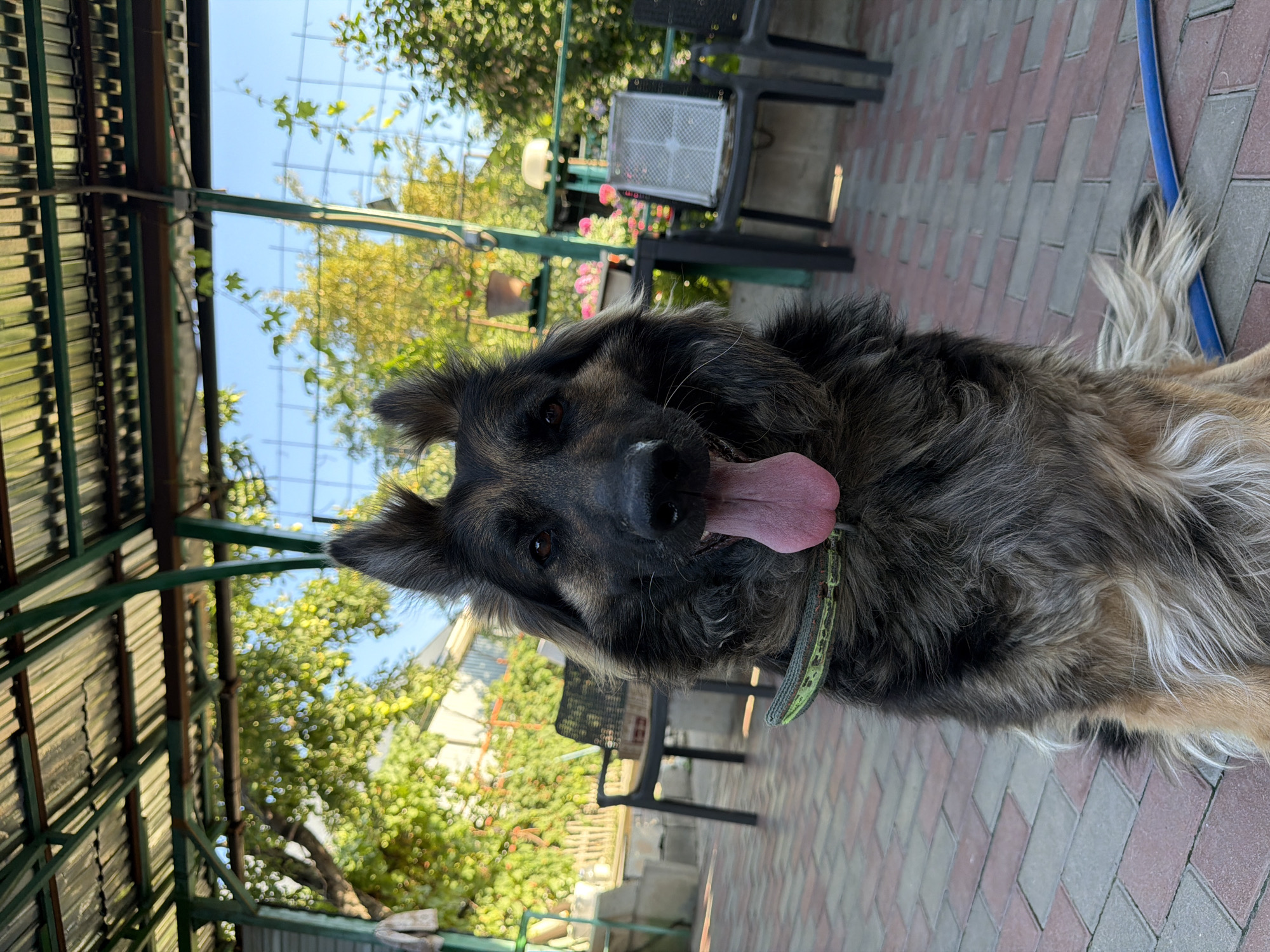 A German Shepherd dog with a green collar is sitting on a brick patio under a covered structure. The dog is facing the camera with its tongue hanging out. In the background, there are trees, chairs, and a fence. The scene appears to be in a backyard in Almaty, Kazakhstan.