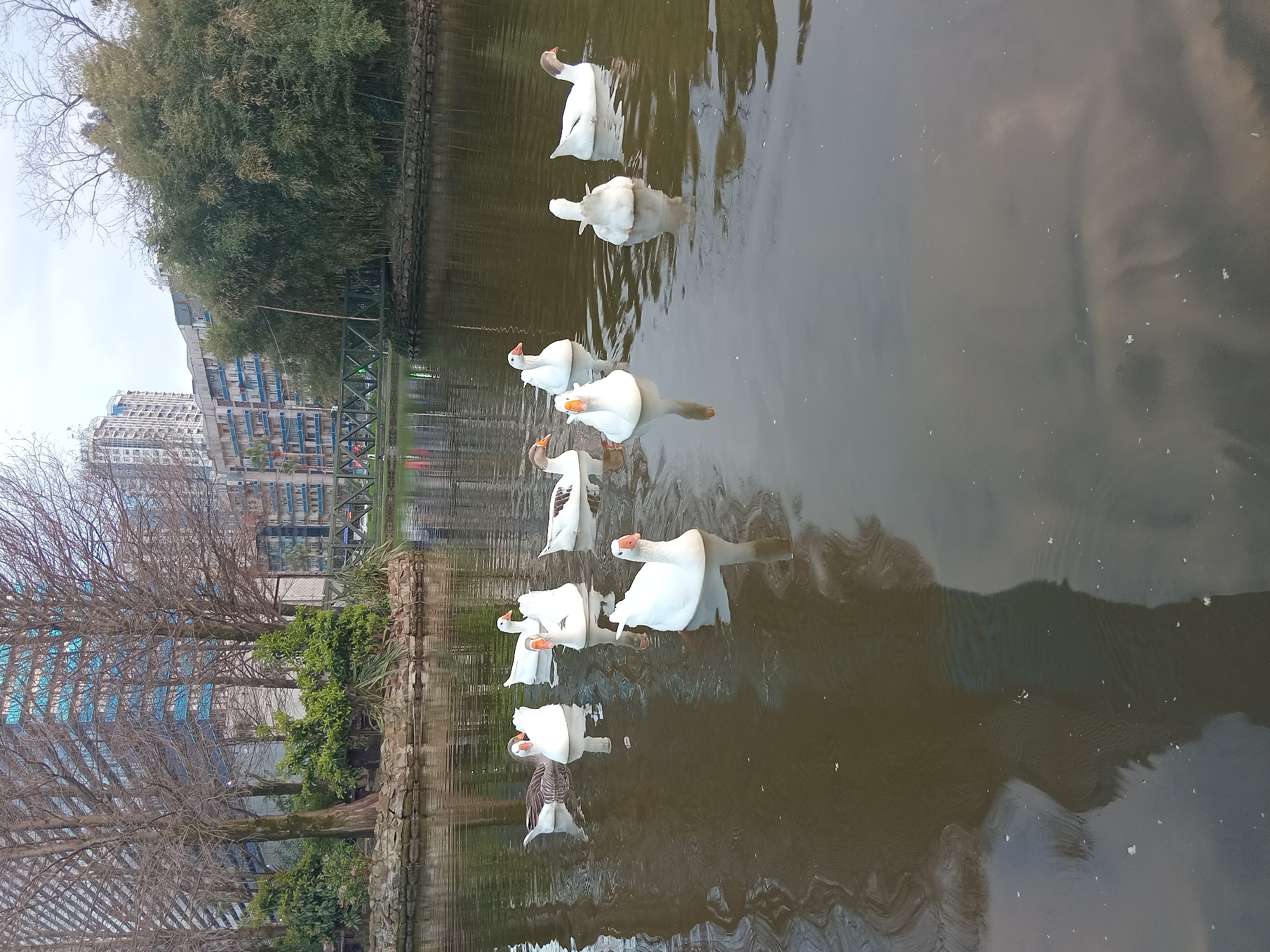 A medium shot depicts a group of geese swimming in a pond. The scene is set in a park in the city of Batumi, Georgia. Buildings are visible in the background. The pond reflects the trees and buildings on the banks. The geese are white with orange beaks, and they are swimming in a row.