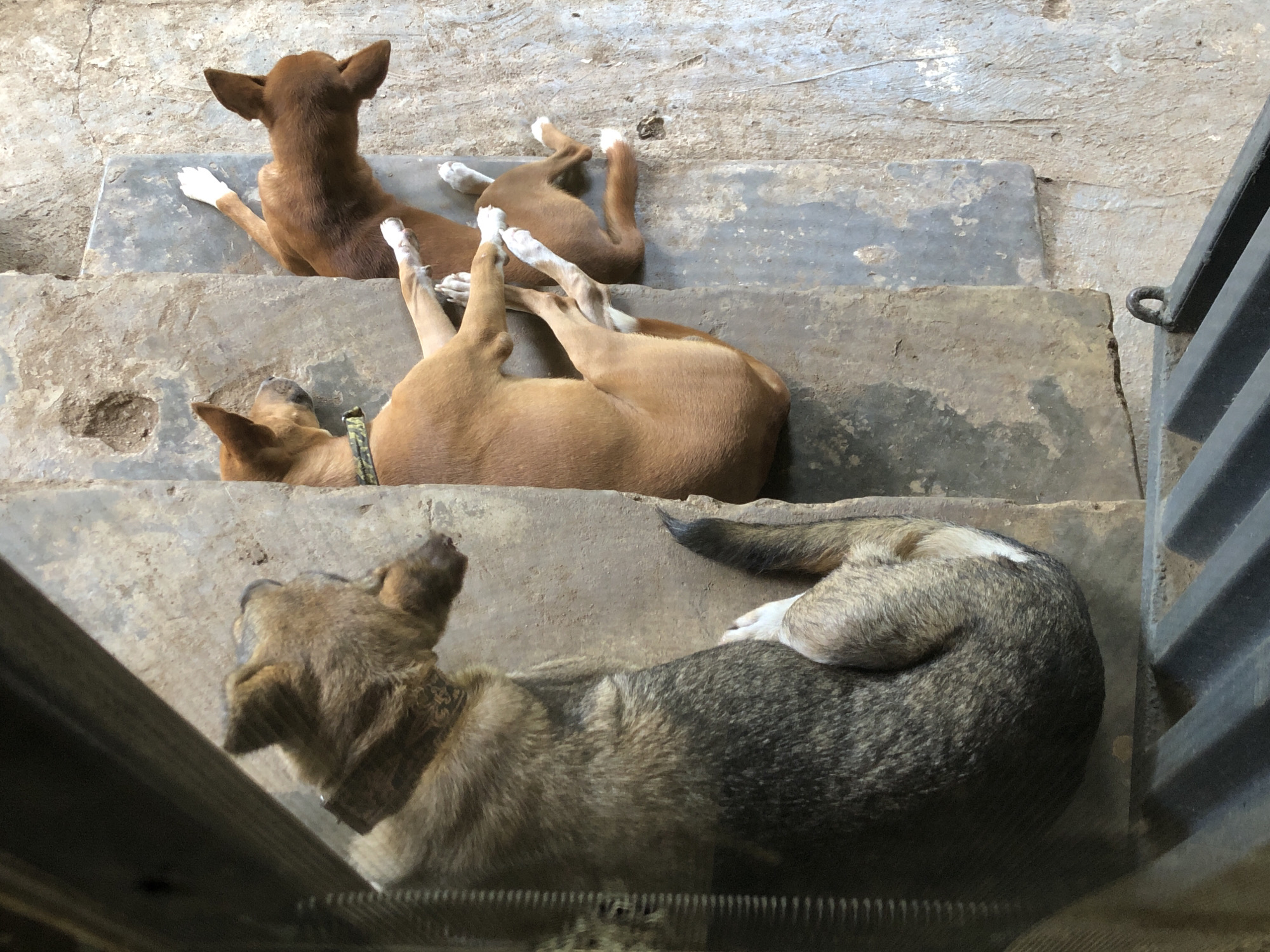 Three dogs are resting on concrete steps in Lagos, Nigeria. The largest dog, on the left, is a mixed breed with tan and dark gray fur, curled up and facing away from the camera. To its right, two smaller, tan-colored dogs are lying down. The dog in the middle is facing left, its head resting on the step, and wearing a green and black patterned collar. The third dog, on the right, is facing away from the camera, with its front paws extended. The environment appears to be an outdoor, weathered concrete area, possibly a staircase or a service area, with a textured and somewhat worn surface.