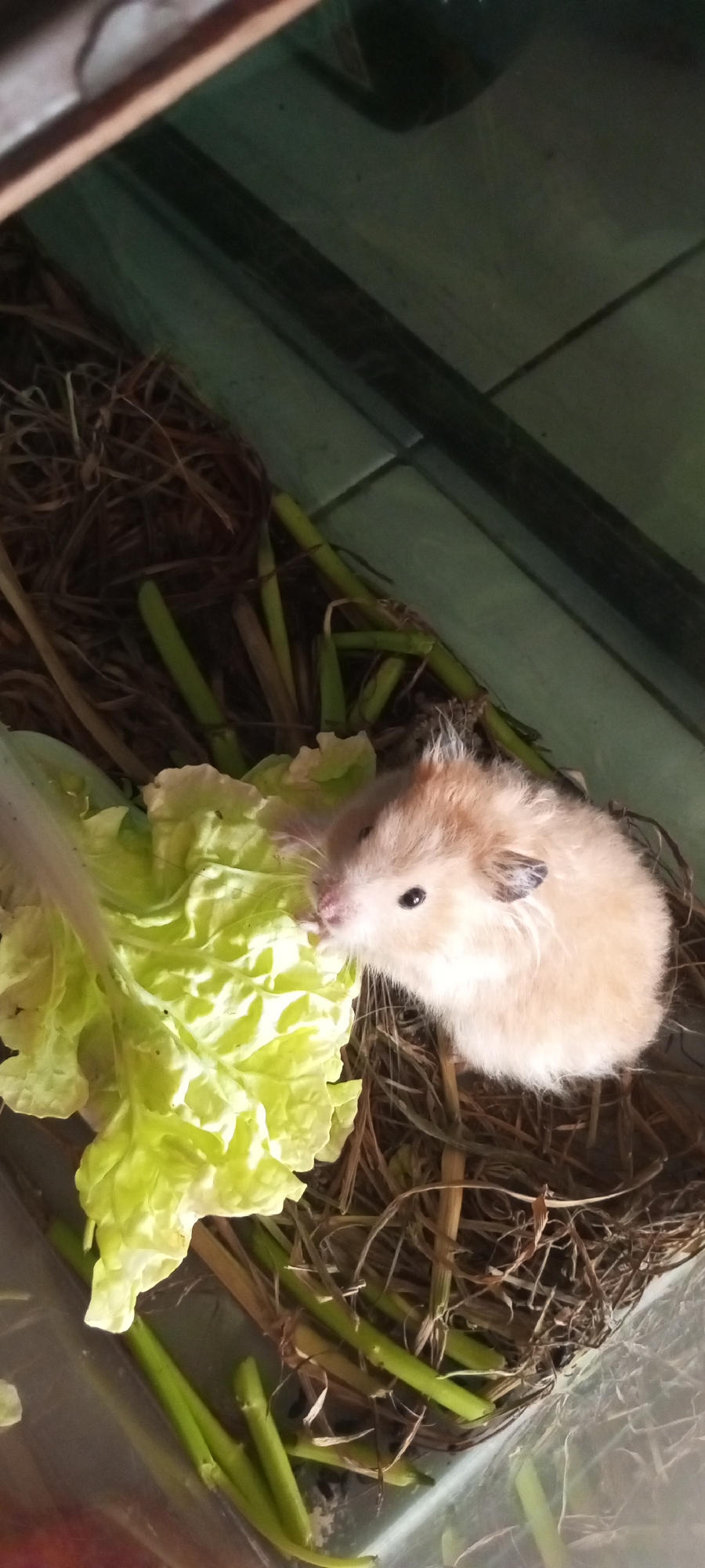 A hamster is eating a leaf of lettuce in a clear plastic enclosure. The enclosure is filled with dry straw and green plant stems. The hamster is light brown and white with black eyes. The lettuce is bright green and appears to be Chinese cabbage. The background is out of focus and appears to be a green tiled wall. This image was taken in Setu, Indonesia.