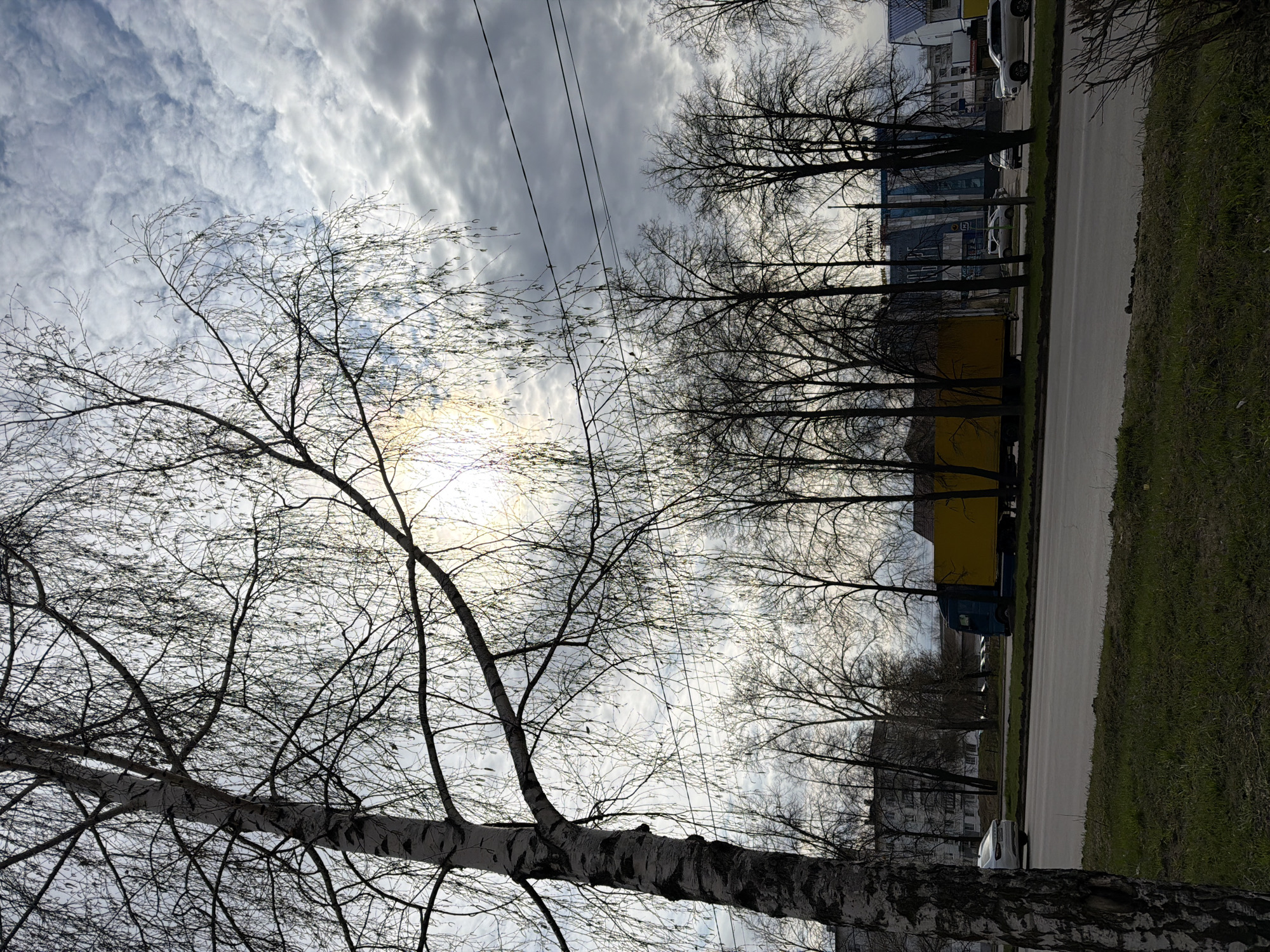 The image depicts a street scene in Chaikovsky, Russia, under a cloudy sky. In the foreground, a birch tree with bare branches and distinctive white bark dominates the left side of the frame. Power lines stretch across the sky above the trees. On the right, a road runs along a grassy verge. Beyond the road are other trees, also bare, lining the street. Parked cars are visible along the roadside. Further back, buildings, including what may be a commercial or retail establishment with a sign in Russian Cyrillic, are visible behind the trees. A yellow and blue truck is parked alongside the road. The overall impression is of a late autumn or early spring day in a city, with the natural elements and urban landscape coexisting.