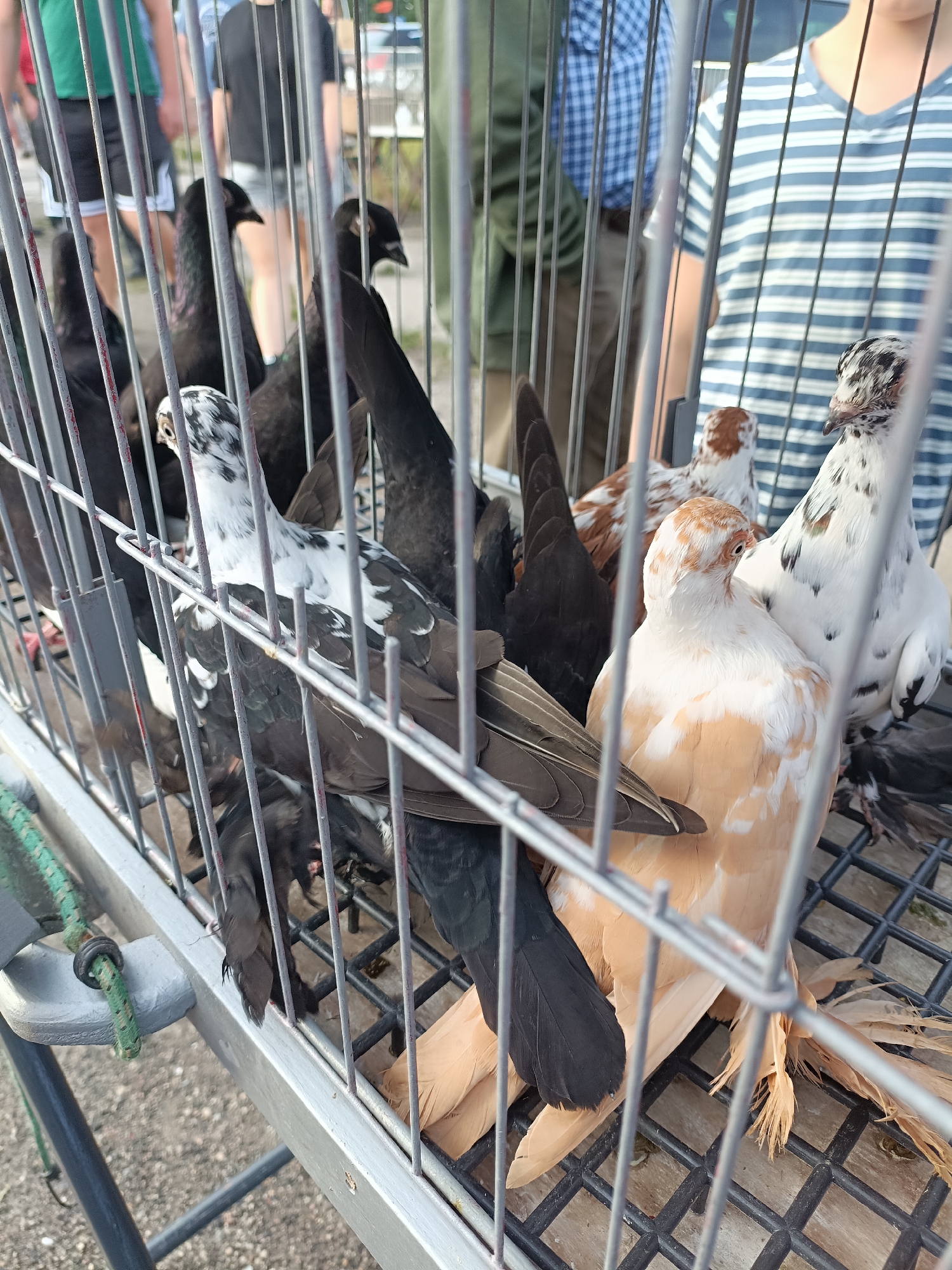 The image shows pigeons in a metal cage outdoors. There are at least six pigeons visible, with varying plumage of black, white, and tan. Some are partially obscured by the cage bars. In the background, out of focus, are several people, suggesting this may be a market or public gathering. The ground appears to be pavement or dirt. The scene suggests a pigeon sale or display. This event is taking place in Łosice, Poland.