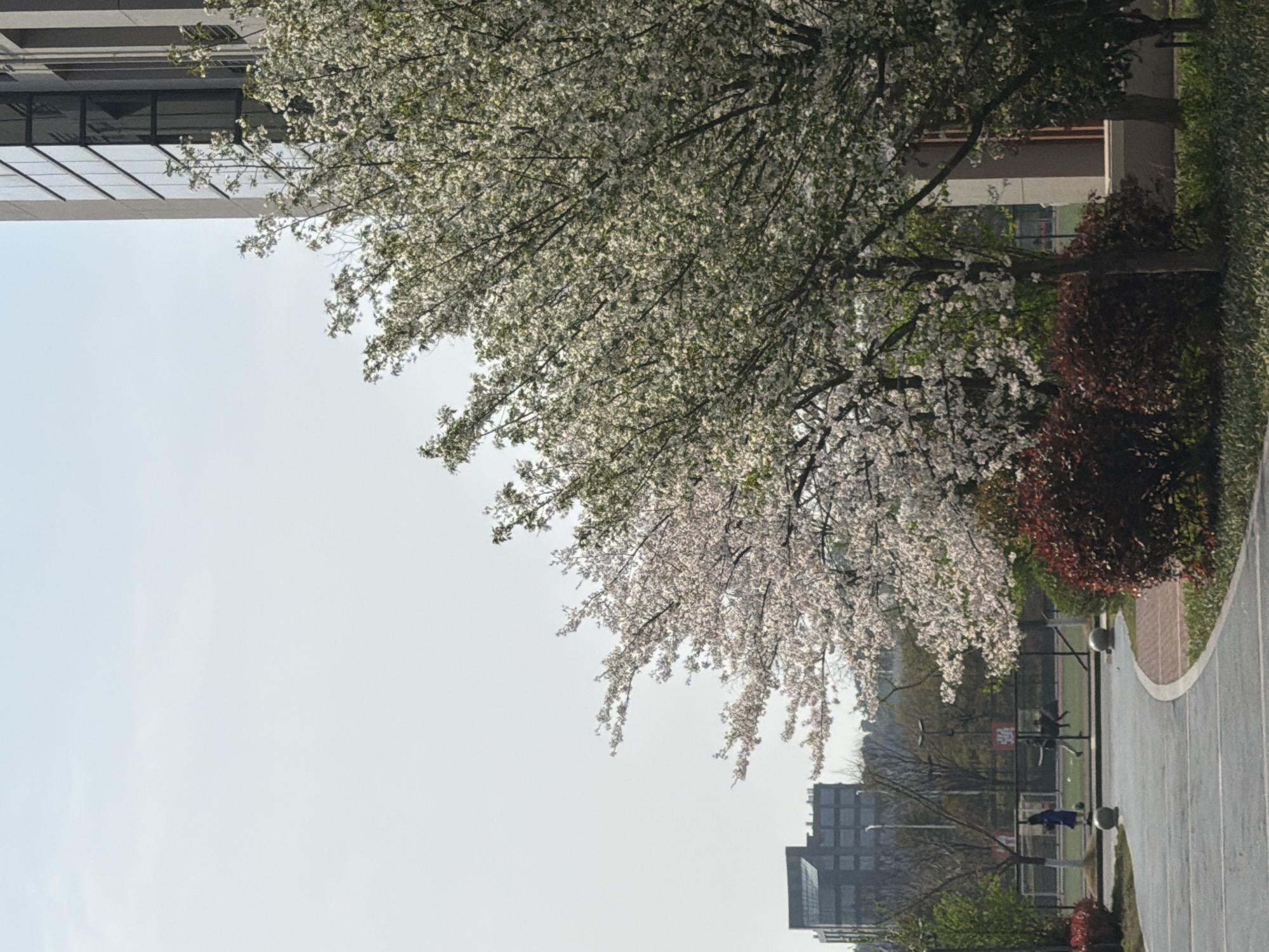 The image depicts a scene in Jiangning District, China. A tree with white blossoms dominates the view, partially obscuring a building. A sidewalk curves into the scene, bordered by shrubbery. In the background, people are playing on a sports field with visible fencing. Buildings are present in the distance under a bright sky.